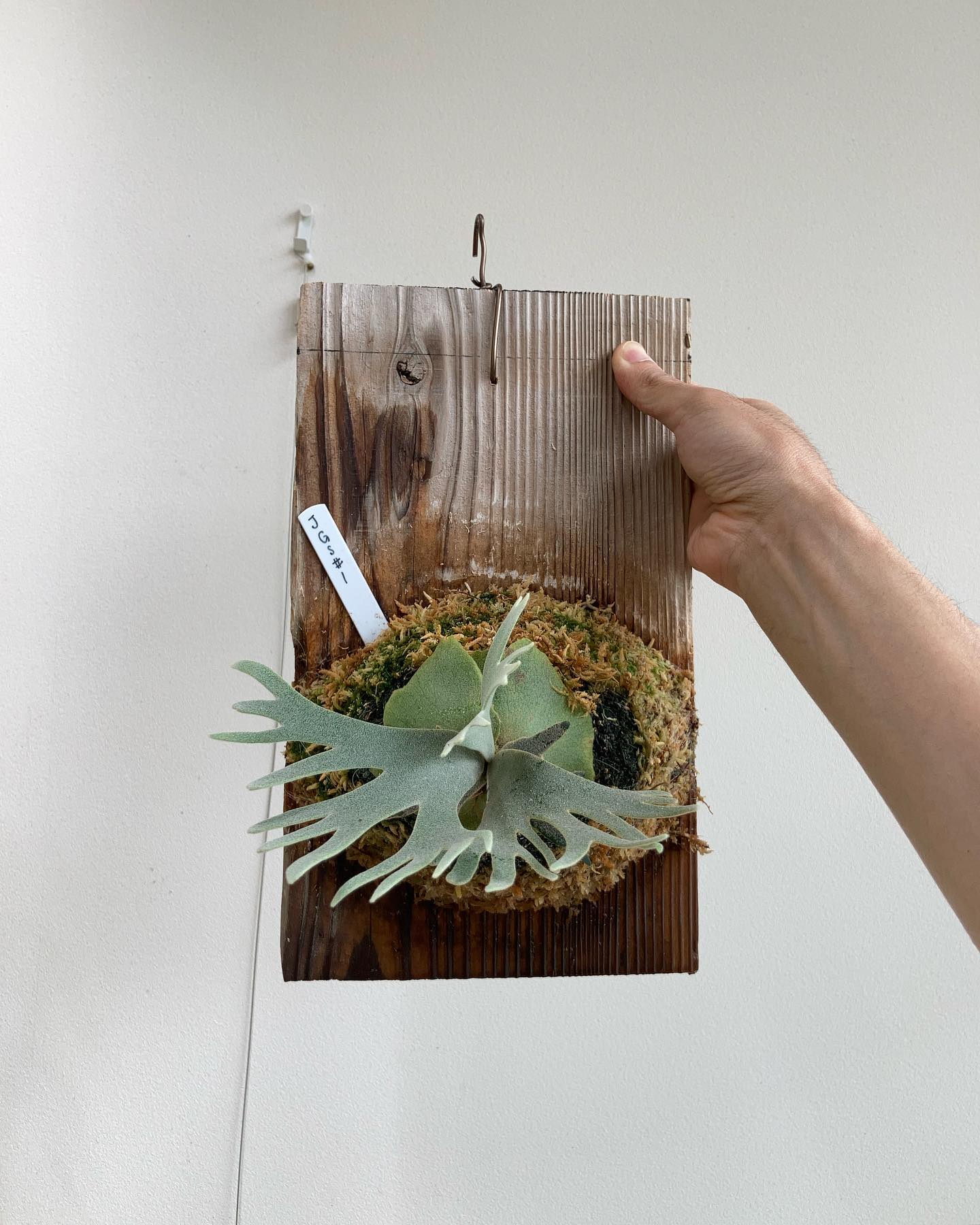 P.willinckii jade girl sporeling 全部同じく環境で育ててますが、雰囲