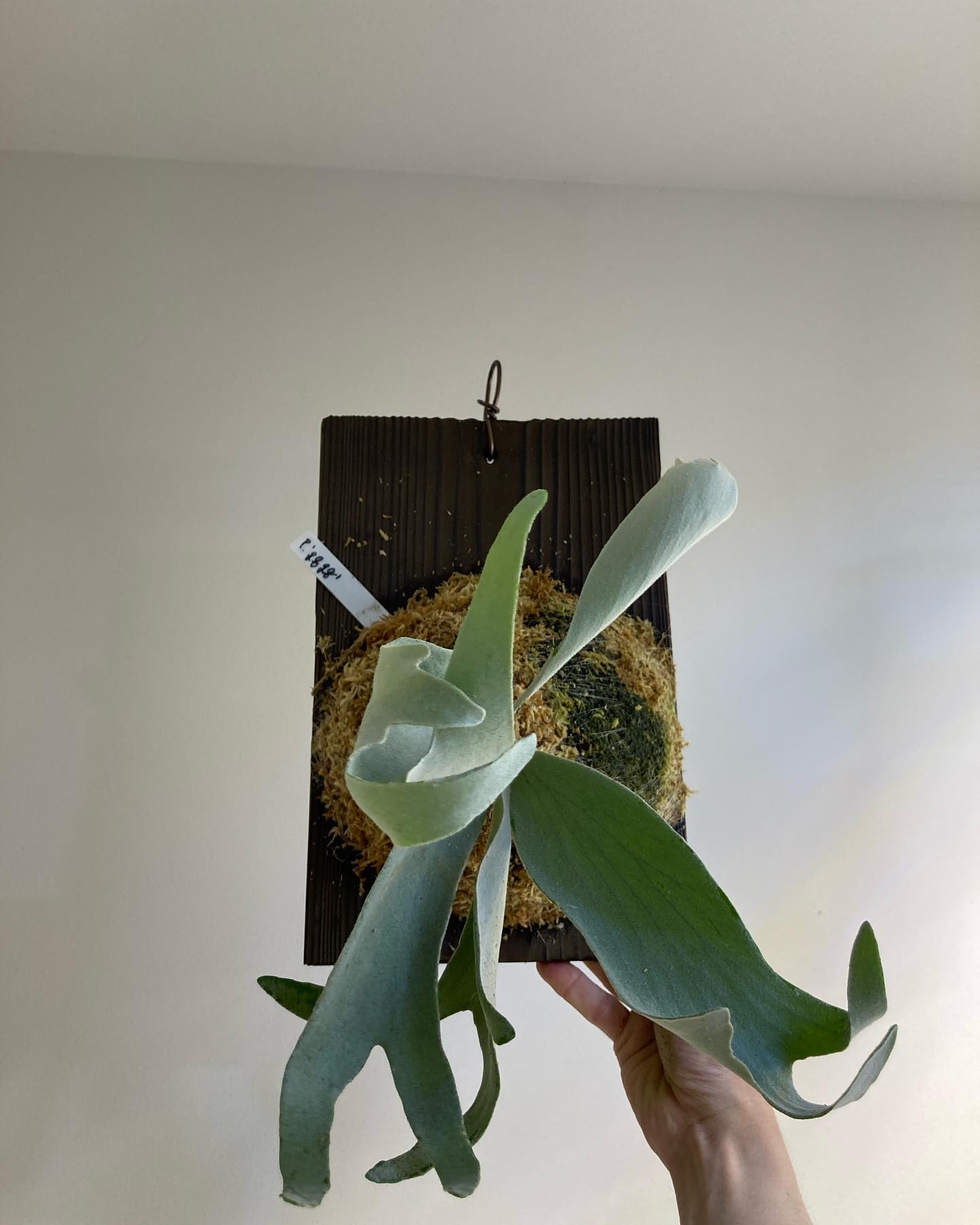 P.gqgq 根が到達したため苔増し板替え。 やっと貯水葉。 板は @d_tsuge さん、板もう無