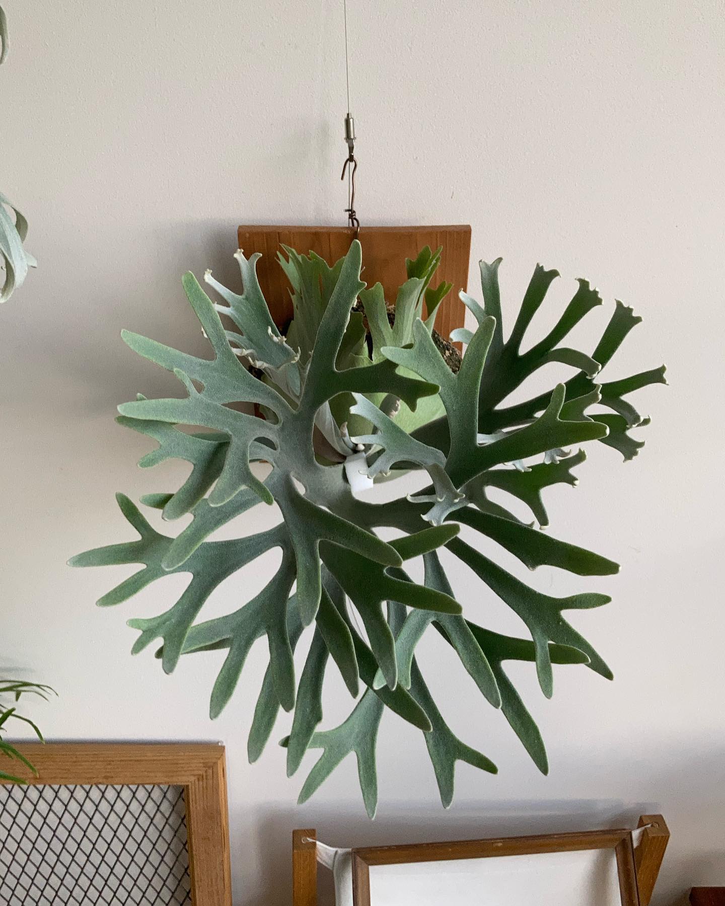 P.Elsa 1枚目、エルサを買ってからずっと見たかった光景。 やっと見れた。