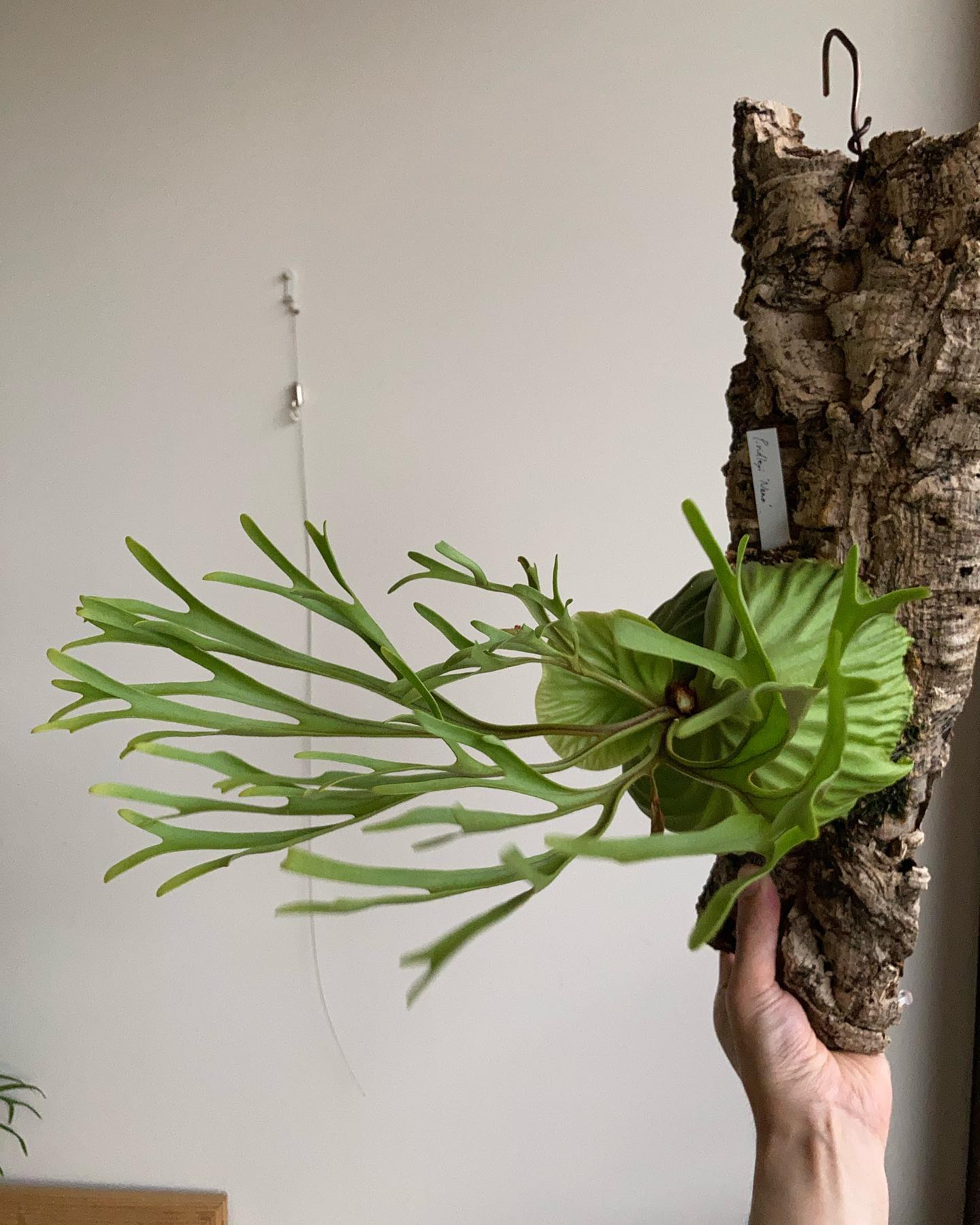 Platycerium ridleyi nano from @katsu_hibino 血管針攻撃！