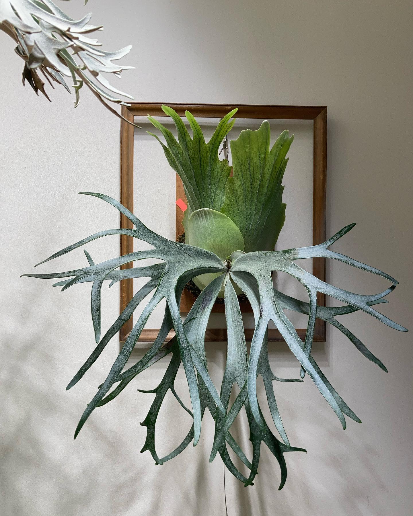 P.willinckii moonlight 貯水葉がいい感じになってきました。 あと、過去ポストに