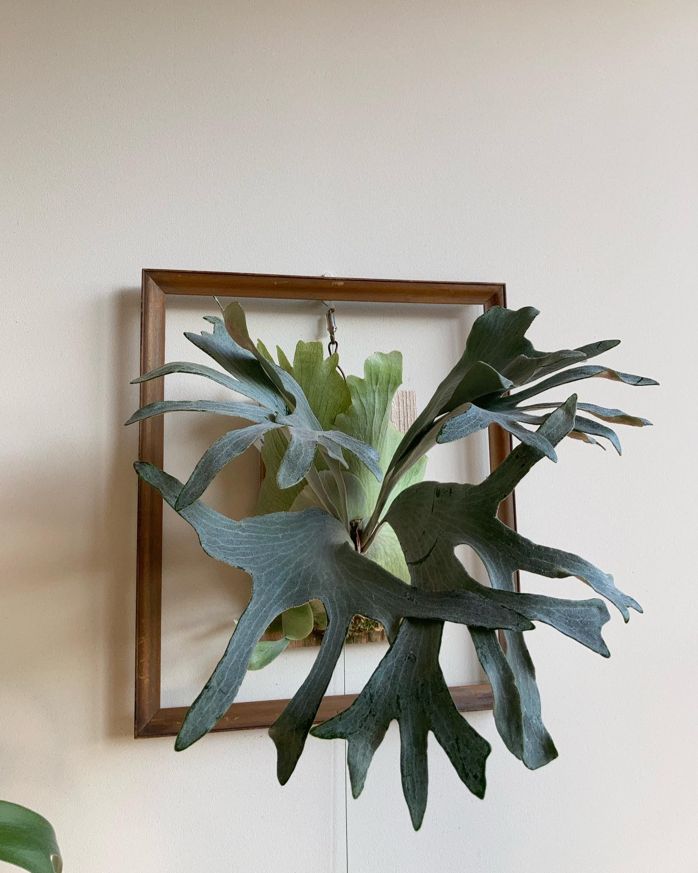 P.sp HK sporeling 【Majus mix 】 from @acupom219 今シー