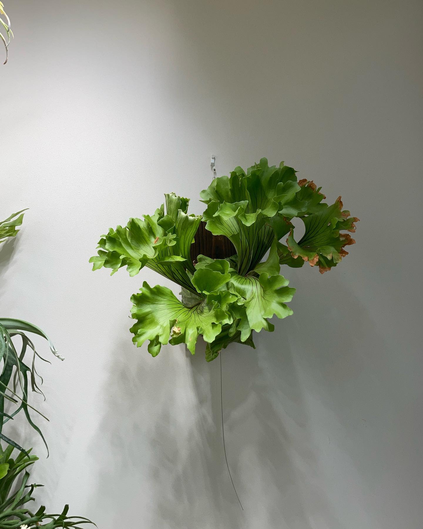 Platycerium ridleyi monkey king 胞子欲しいのに胞子出さないやつ。