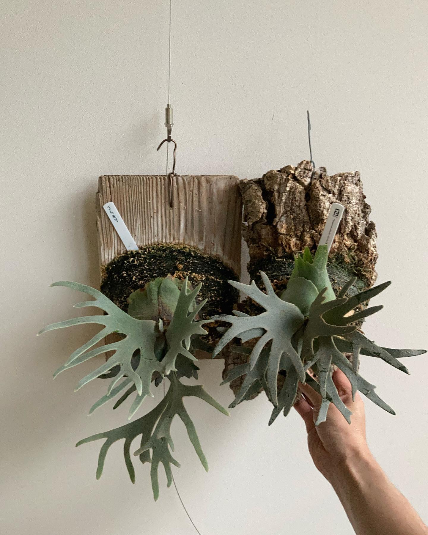 P.willinckii jade girl sporeling #1