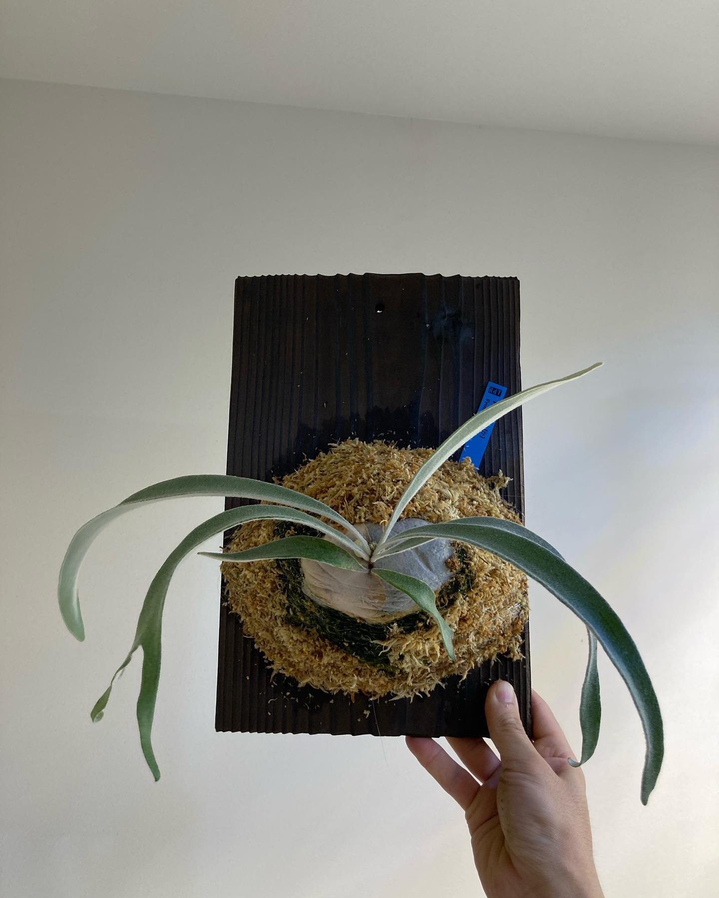 P.veitchii か from @no4ta3 さん 苔増し 板替え 板は @d_tsuge さ