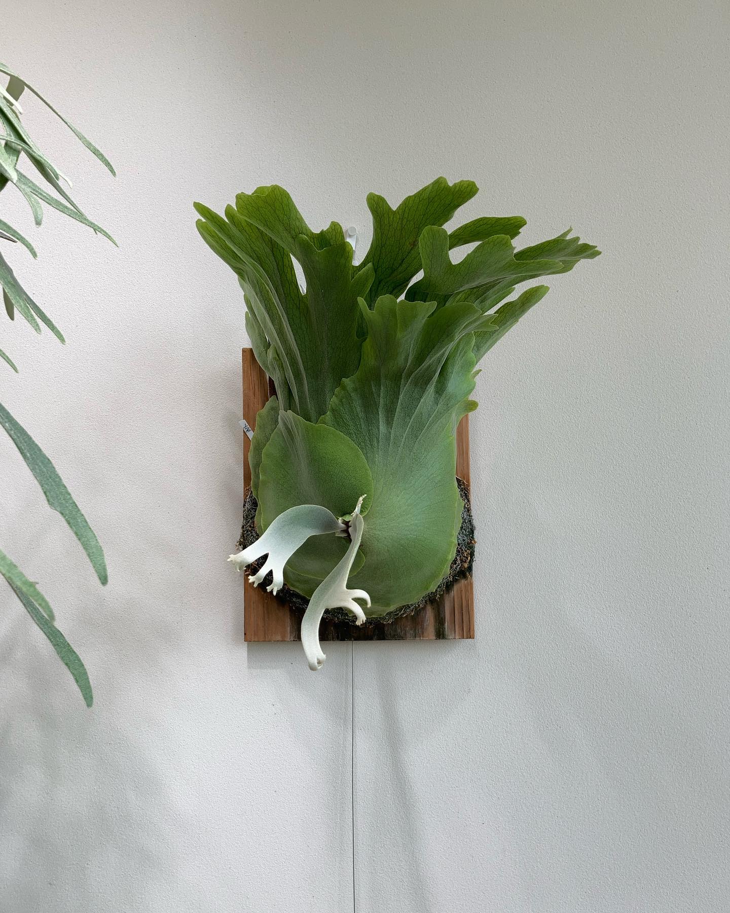 P.willinckii ‘yellow moon’ 今からが本番です。