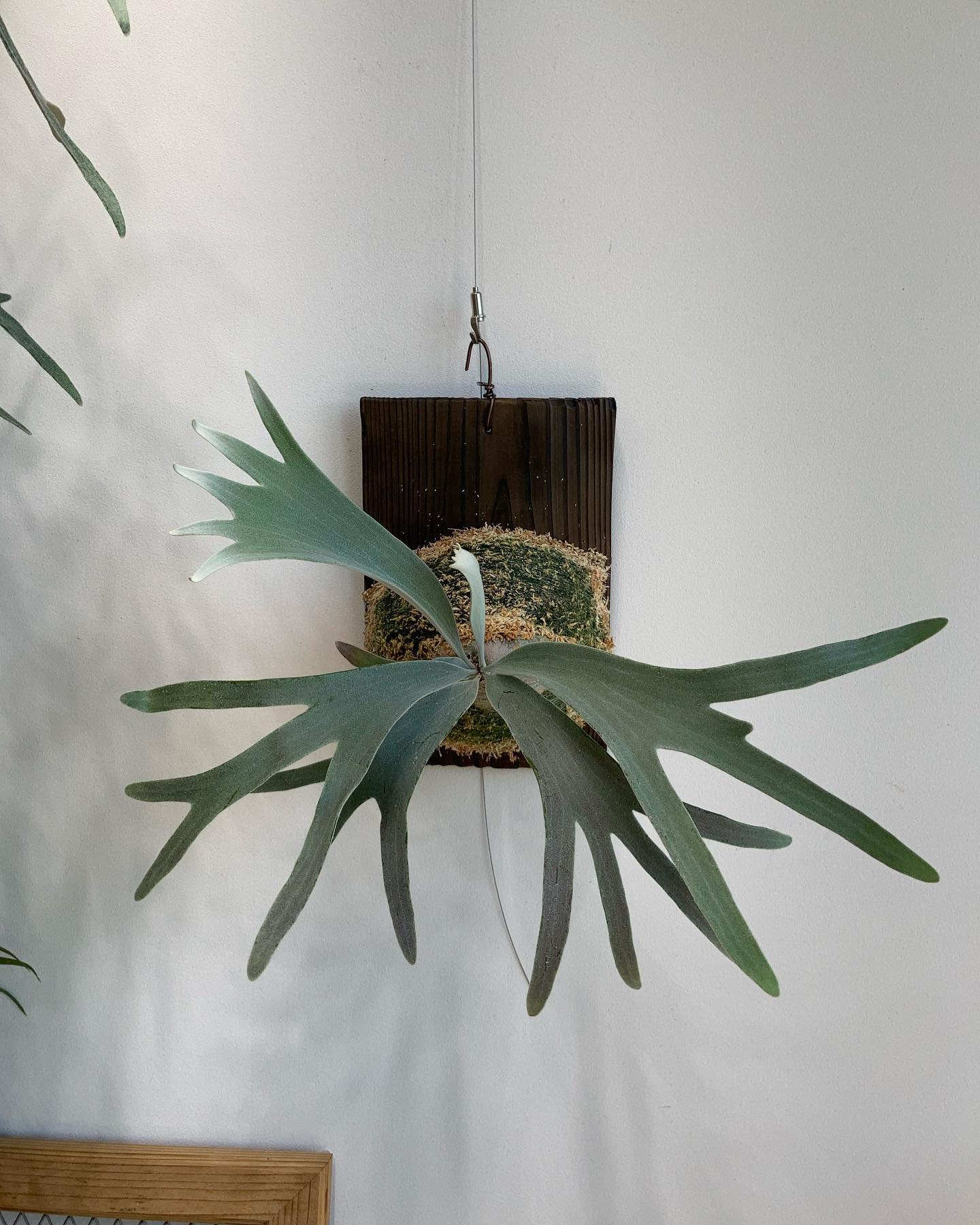 P.Pedro tatsuta 根が板に到達したため、苔増し。 成長早いです。 Pfoodひとつまみ