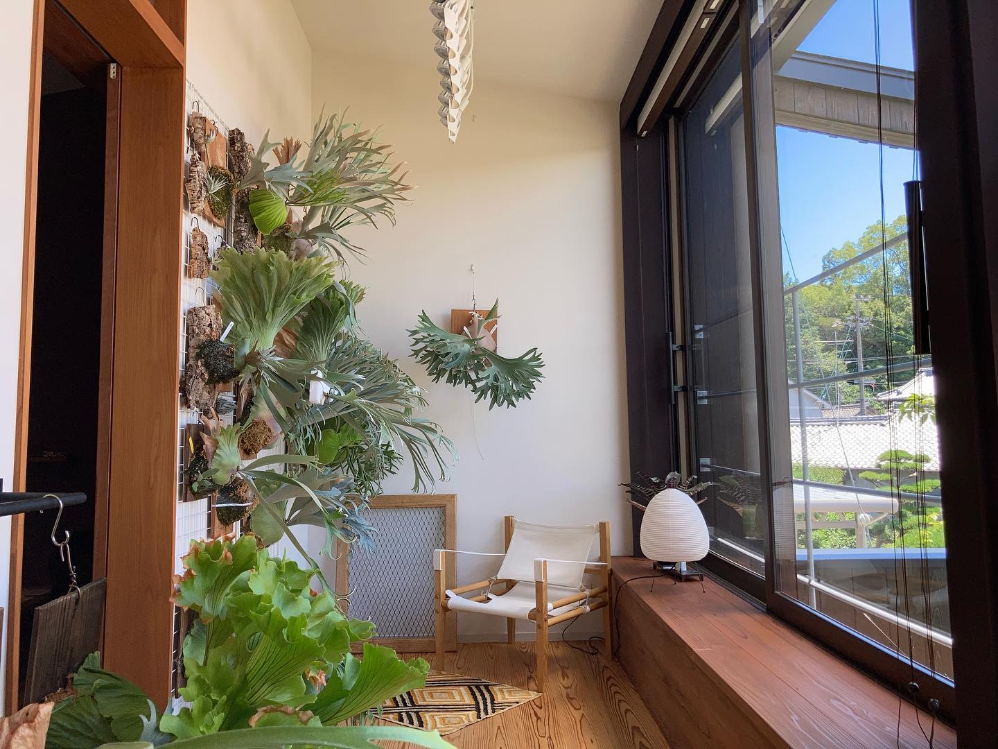 P. willinckii celsotatsuta from @botaniquelife 我が家