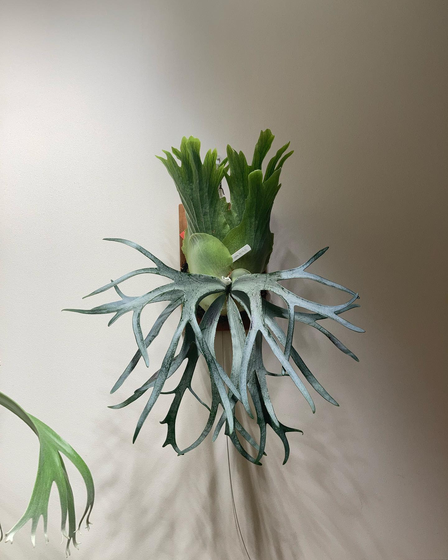 P.willinckii moonlight この胞子葉ターンでクルリンする。 私にはわかる。