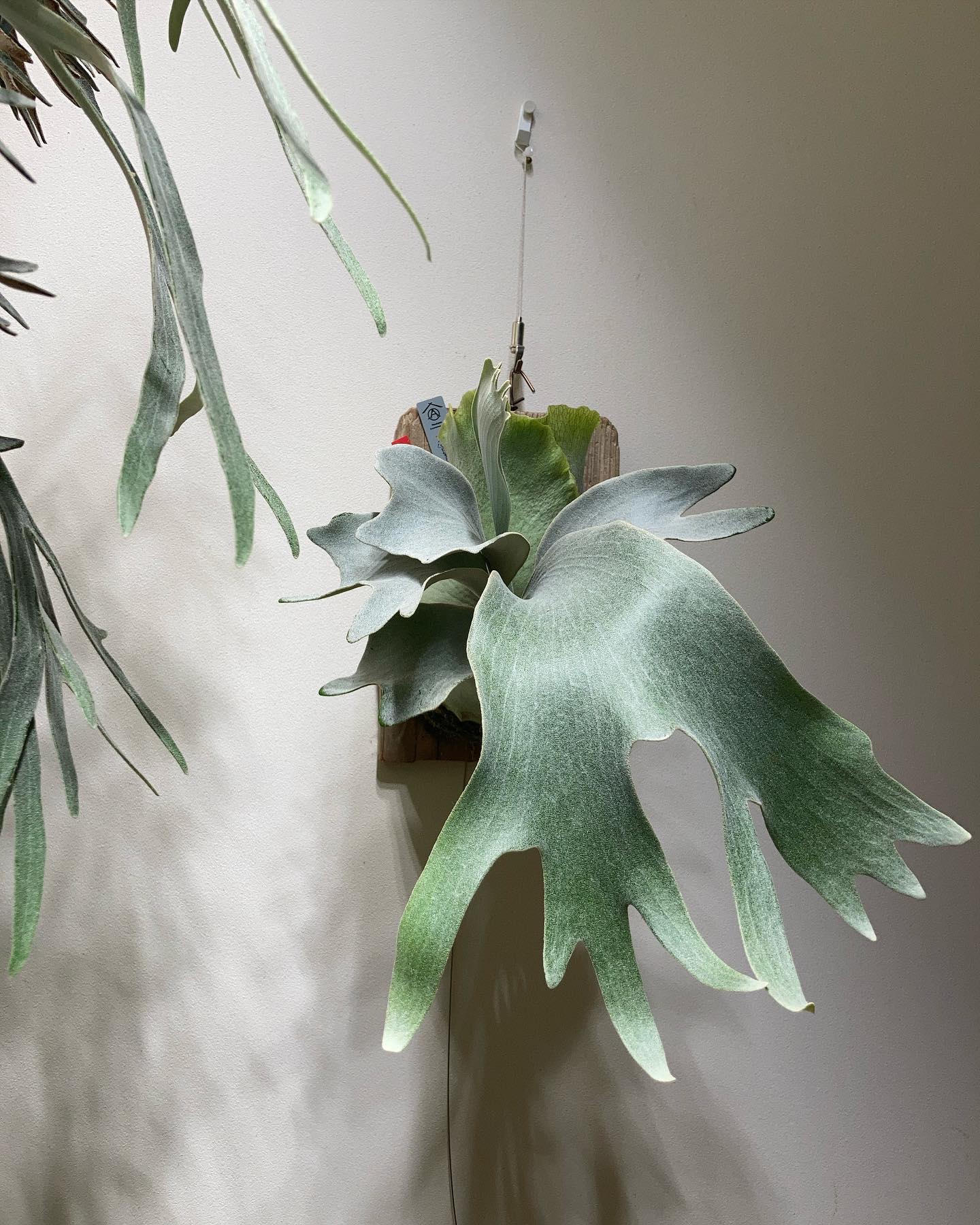 P.White gizmo いいですね。