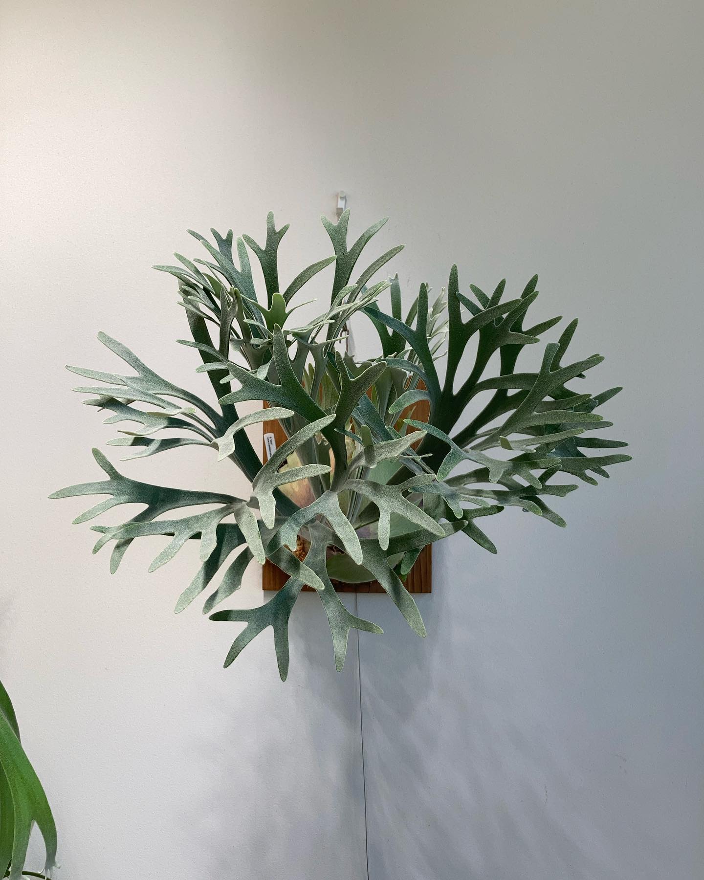 P.Elsa いい品種。