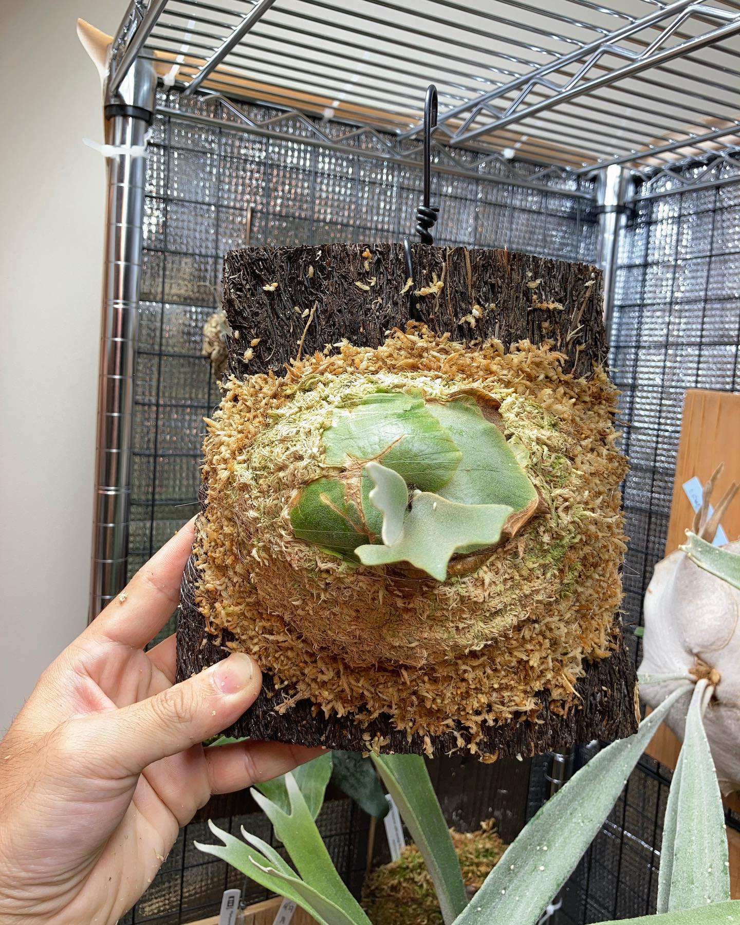 Platycerium willinckii omg 根が板まで到達したため、苔増し。 pfood 