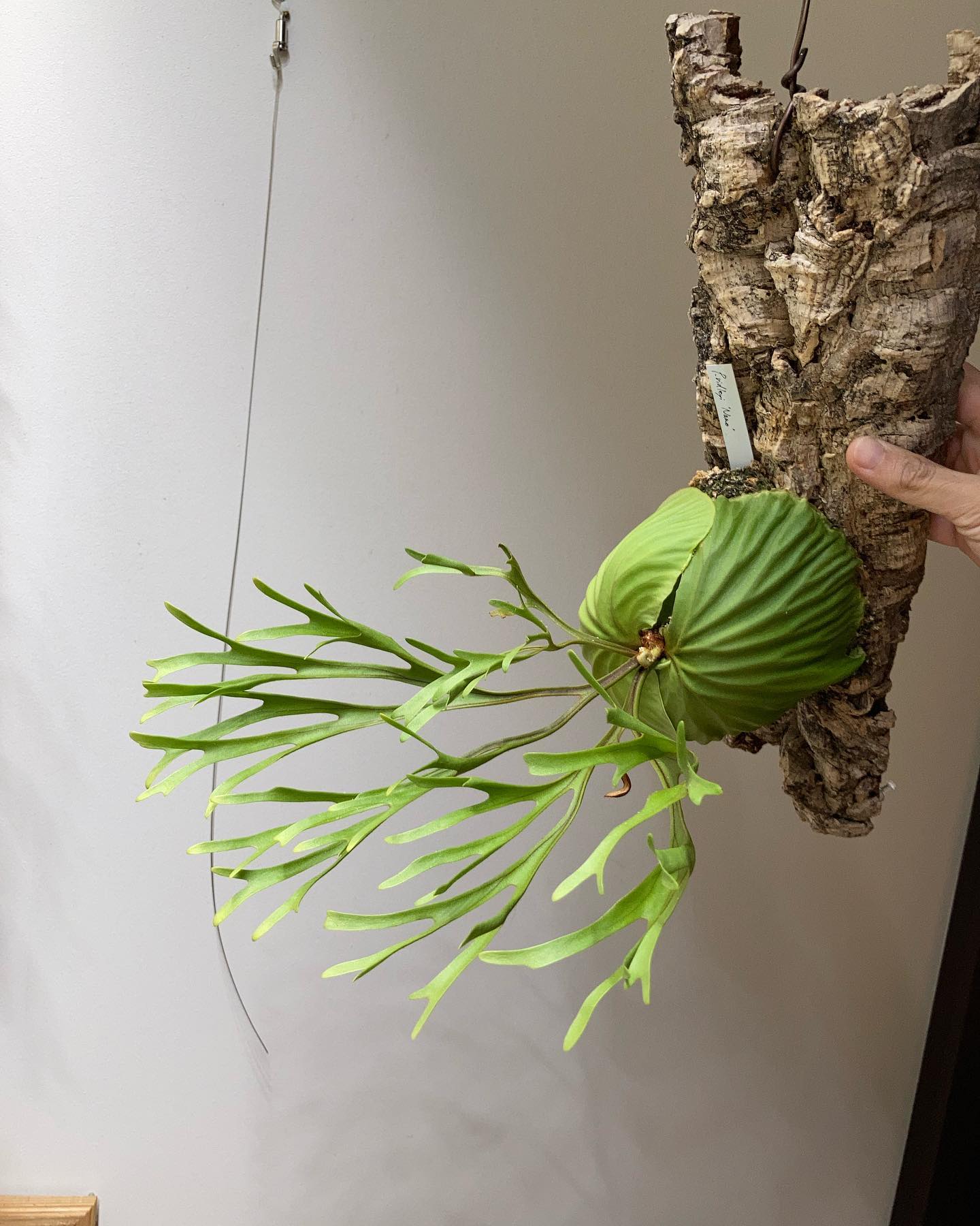 Platycerium ridleyi nano from @katsu_hibino ナニコレェ？