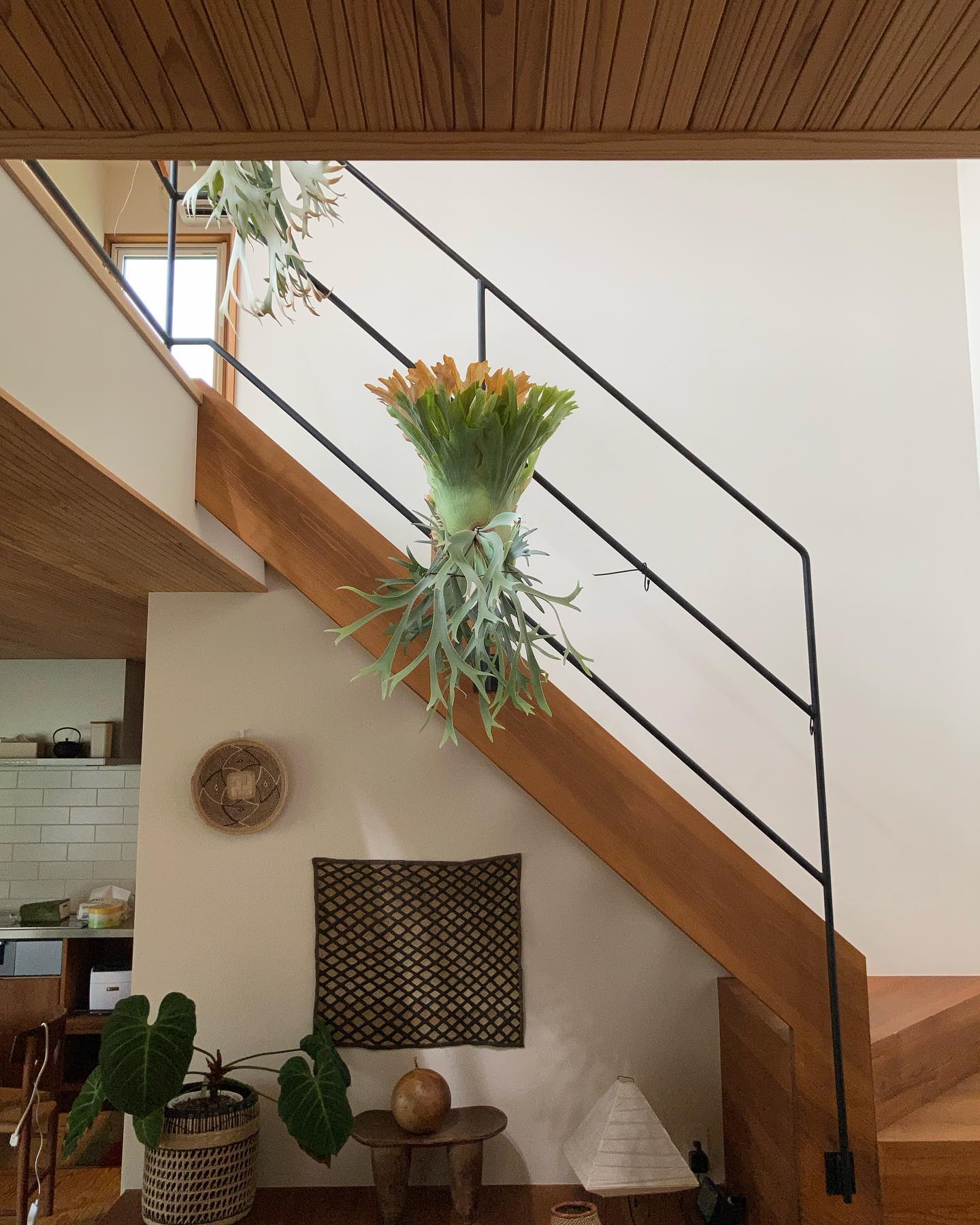 P.willinckii smurf from @katsu_hibino ビカクシダとは1年と4ヶ