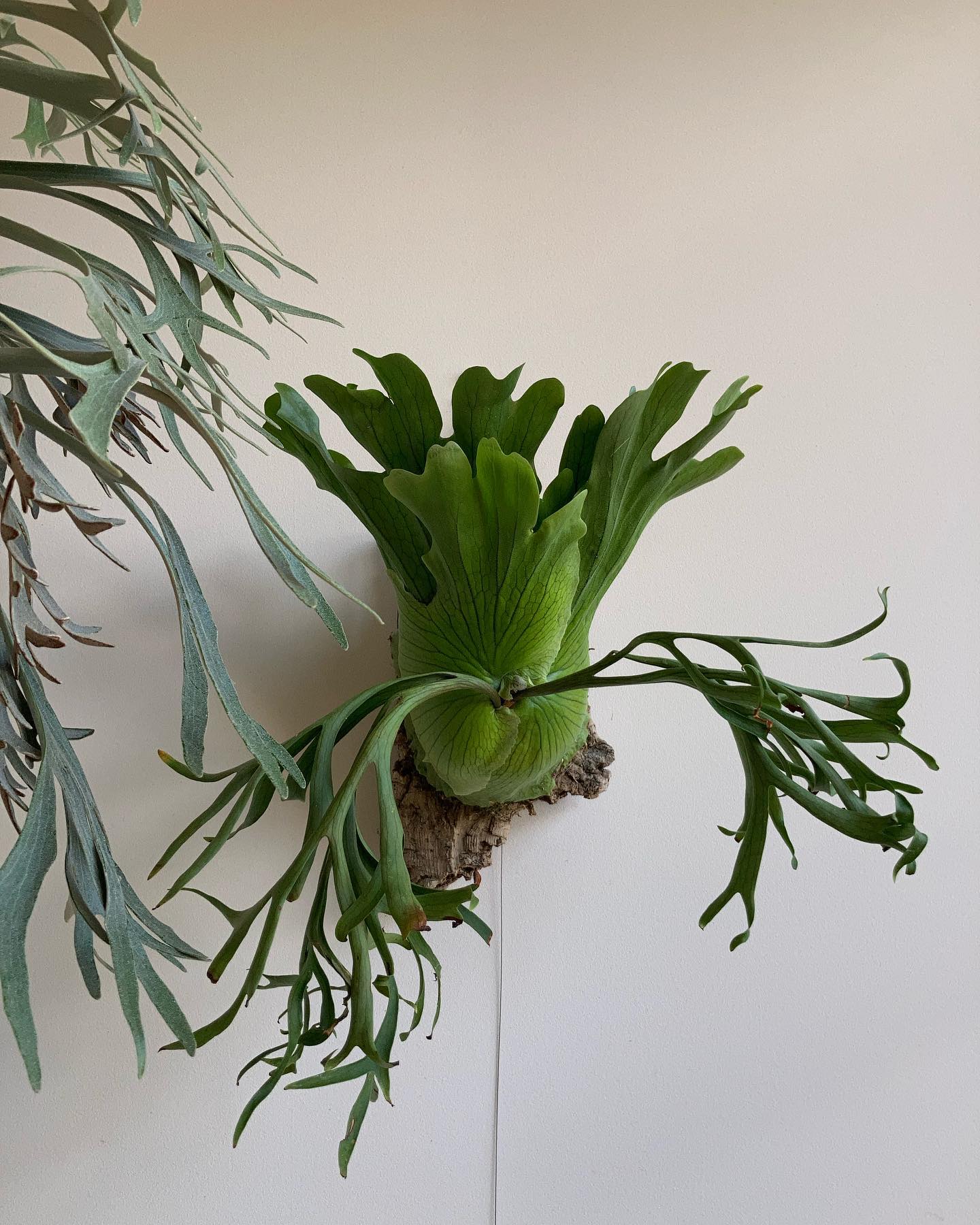 P.coronarium waiwai from @vandaka_plants ついに胞子葉ターン