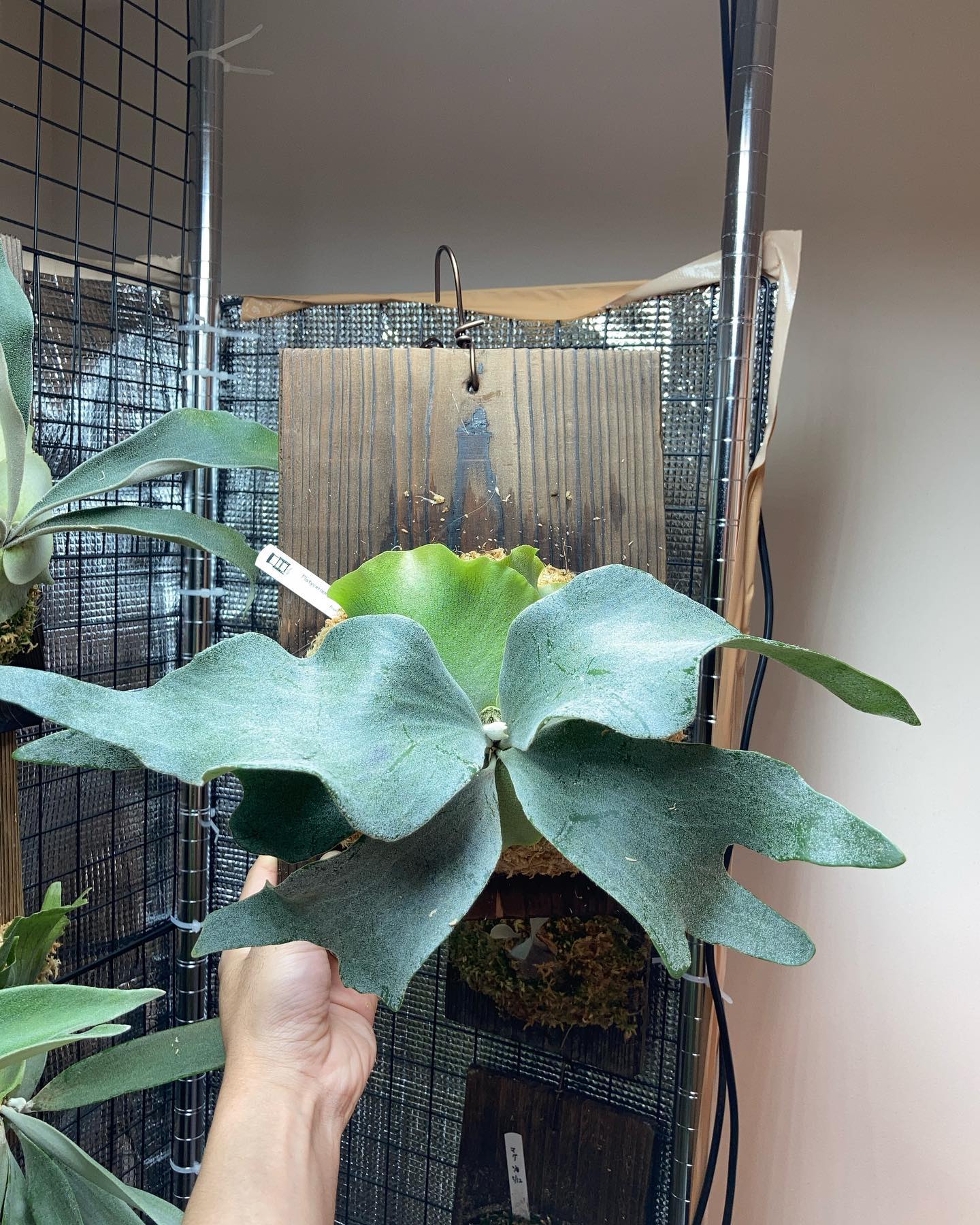 P.Ginka from @botanyvalley 根が板に着いたので、苔増し 肥料 マグァンプ小