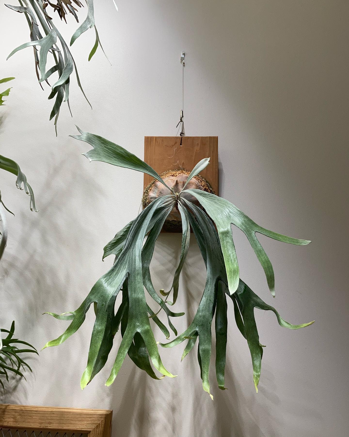 P.mt lewis 白い方 白過ぎない独特な質感がいい感じ。貯水葉待ちです。