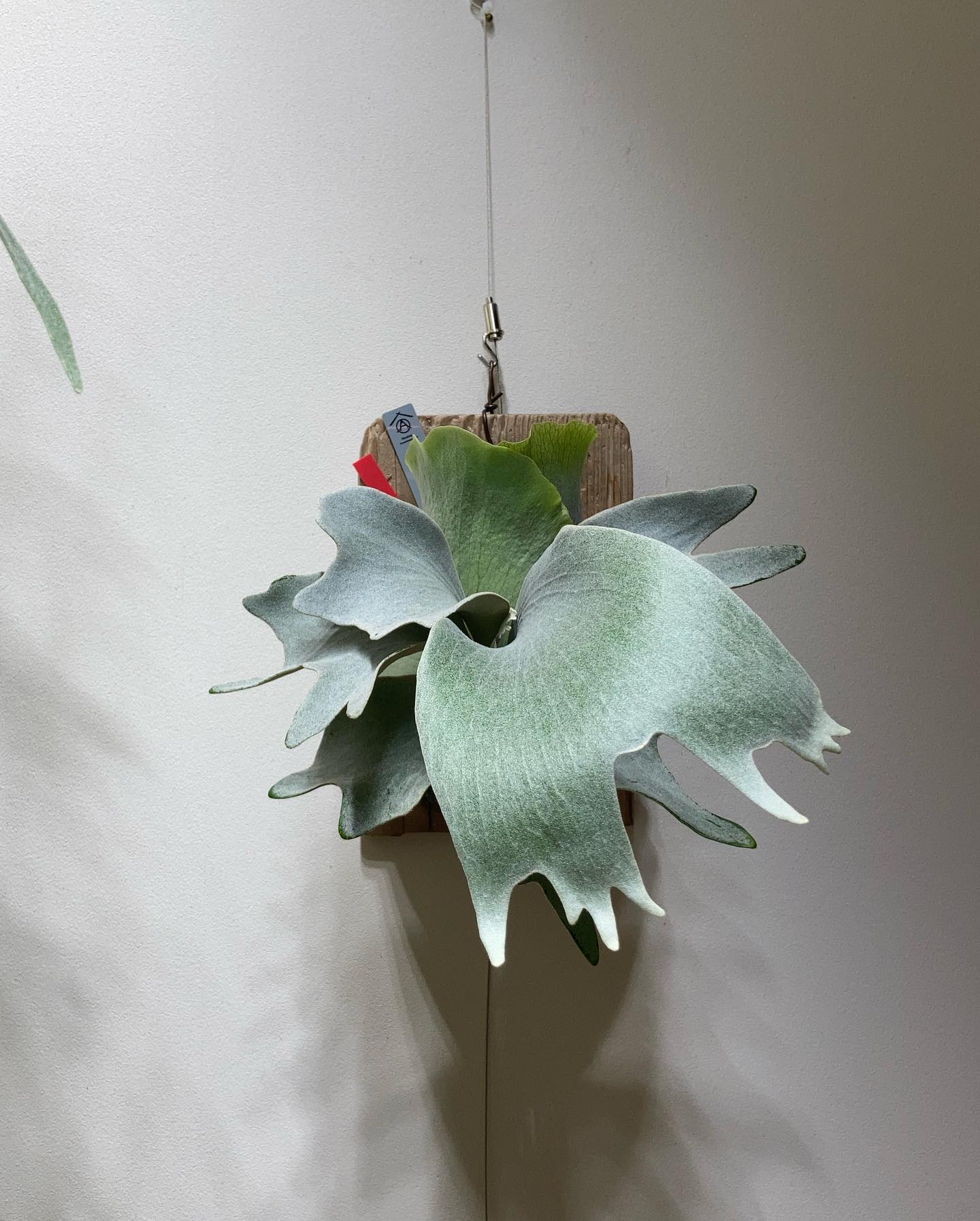 P.White gizmo 笑ってしまうほどデカい胞子葉。これは徒長？