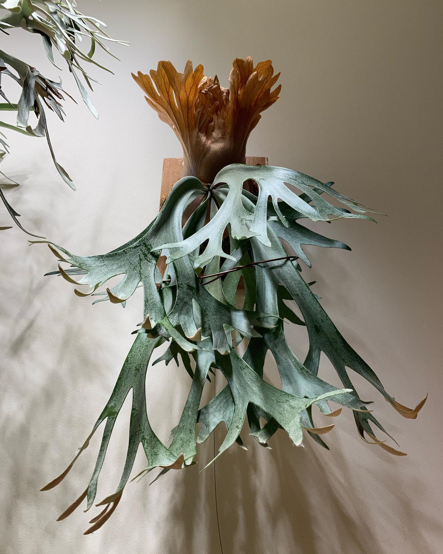 P willinckii scofieldtatsuta spore from @botanique