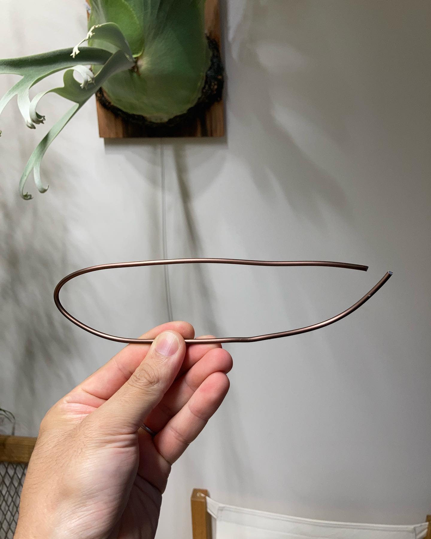 「ねじり」を使った胞子葉の矯正方法 ウィリンキーの一番下になる2対の胞子葉については、ハの字のように