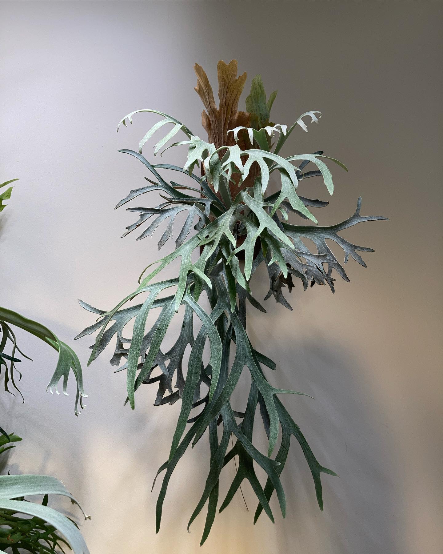 P.willinckii moonlight from @katsu_hibino たまらんち