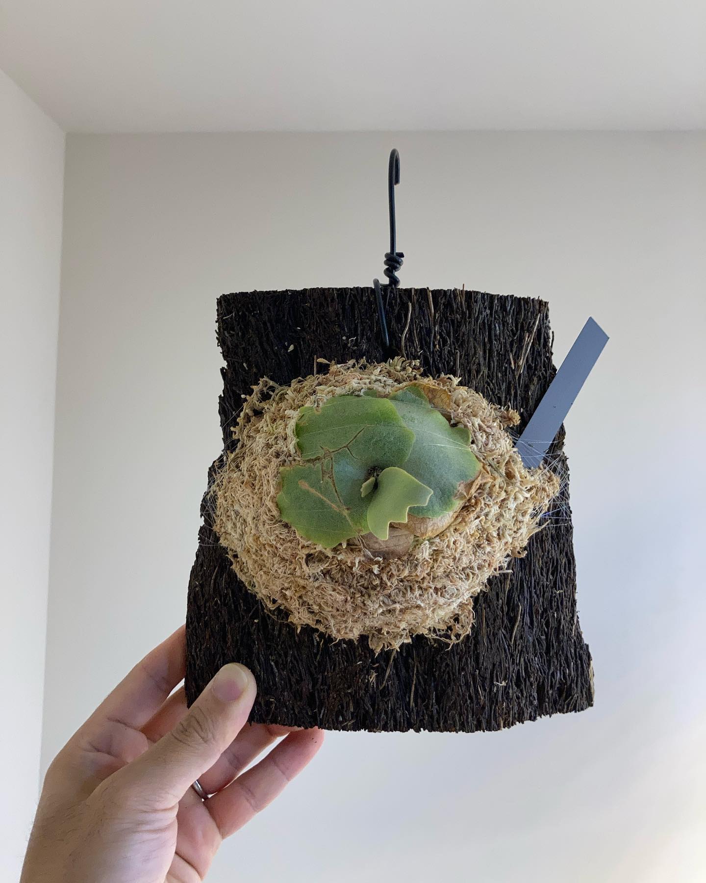 P.willinckii 当然これもノーカンなんだよなぁ @naoto6853 さん最高な株ありがと