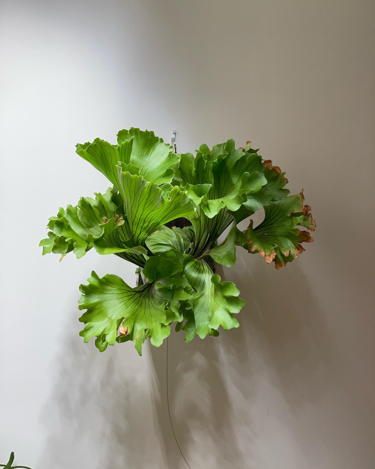 Platycerium ridleyi monkey king これはすごい(語彙力)