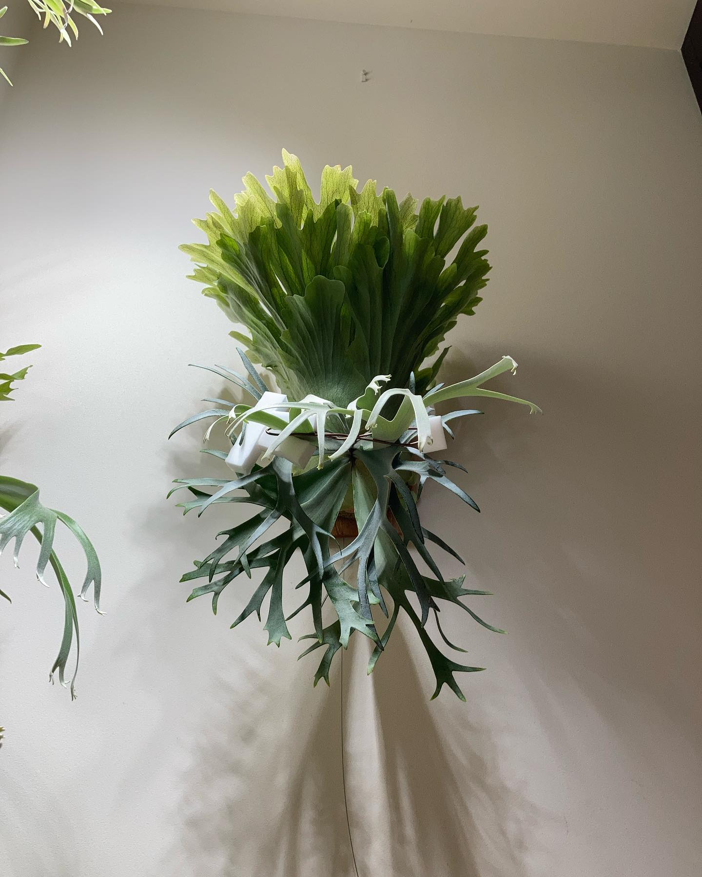 P.willinckii smurf from @katsu_hibino 月光爪哇やmoonlig