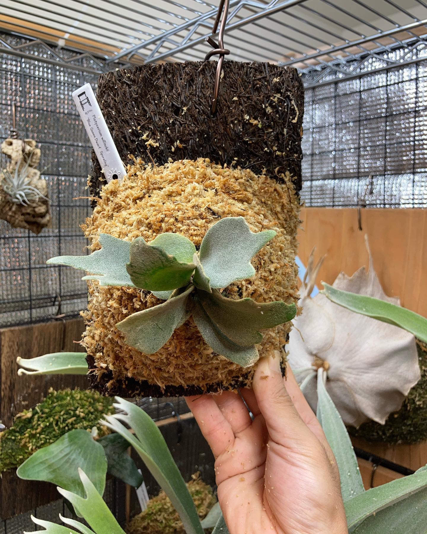 Platycerium willinckii “Blue Queen Dwarf Sporeling