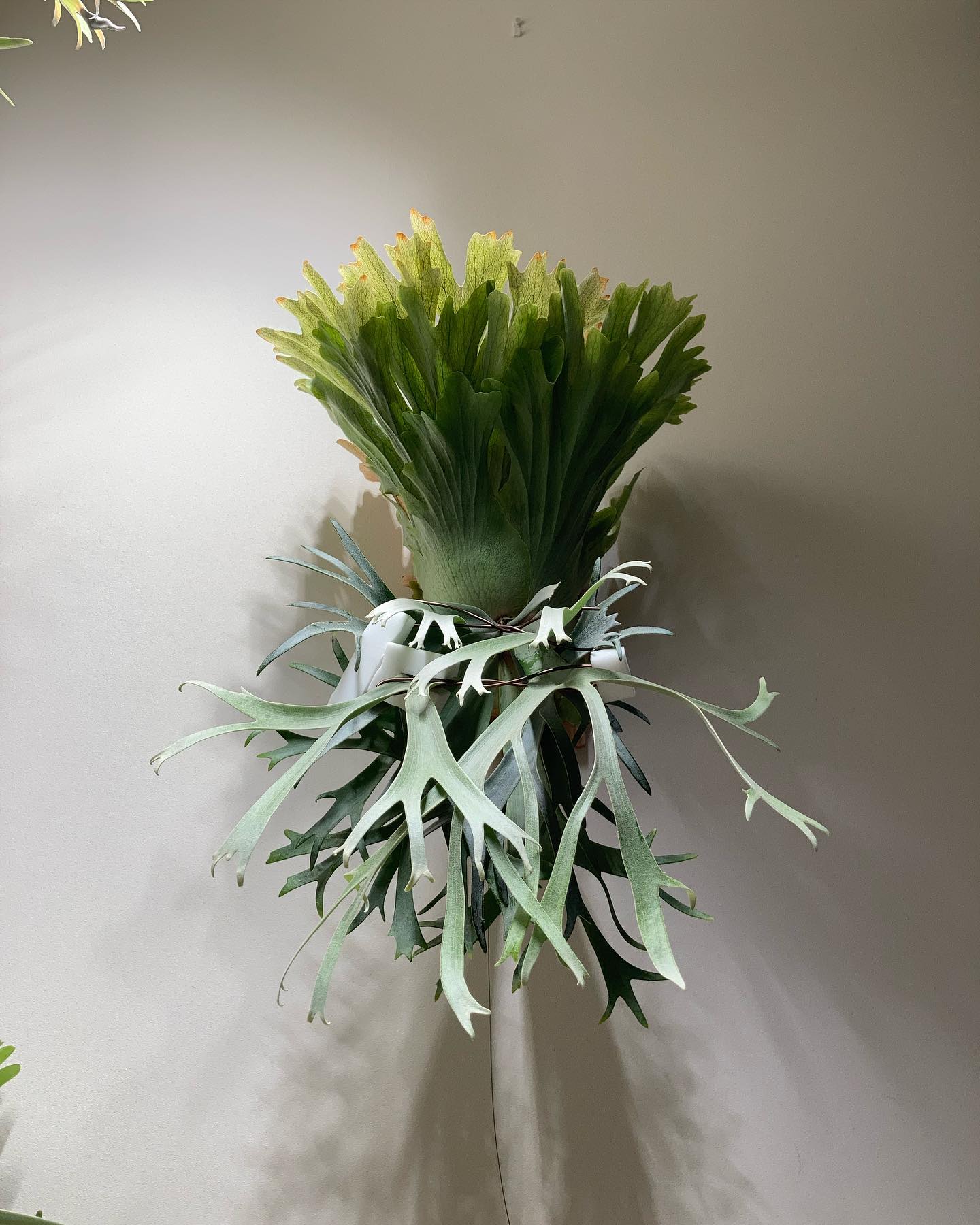 P.willinckii smurf from @katsu_hibino 去年の春の樹祭で目立たな