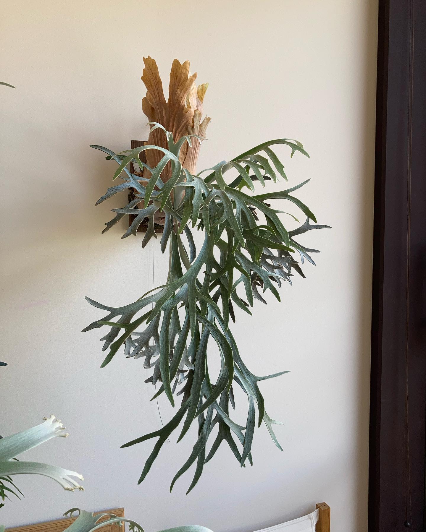 P.willinckii moonlight from @katsu_hibino 庭いじりが楽しす