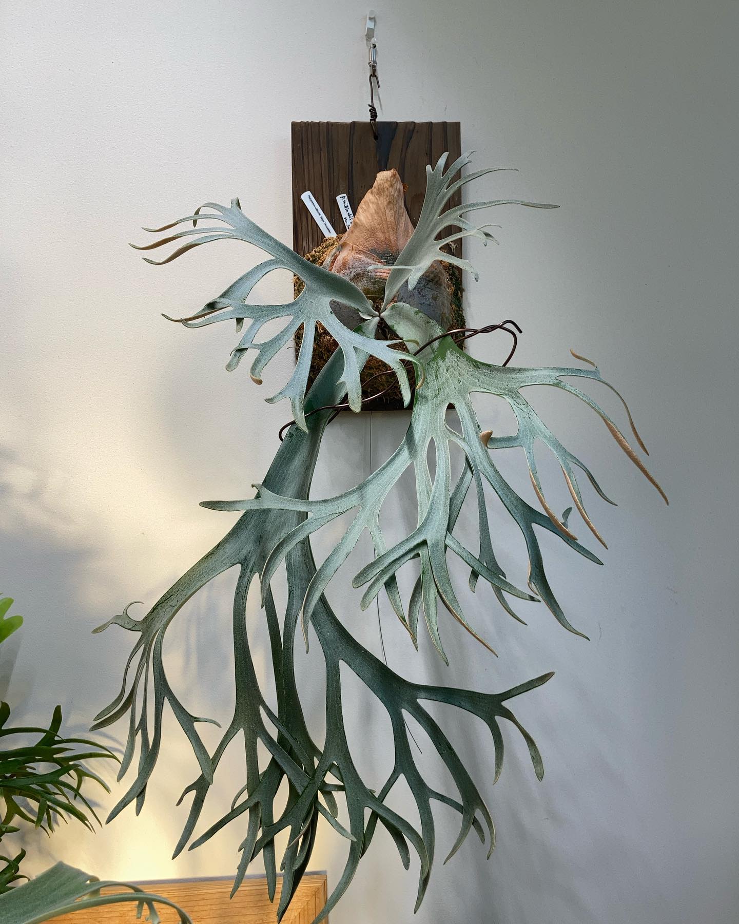 P.willinckii bogor suddan 強い光でバキバキにするのも面白そう。