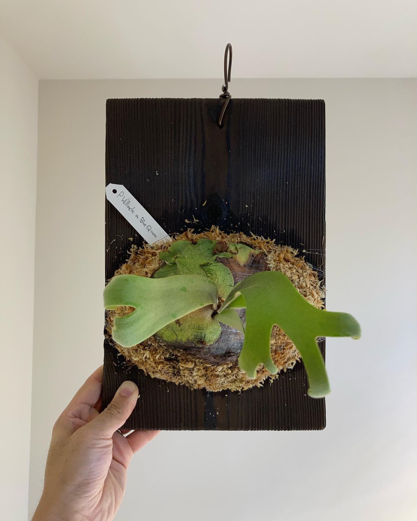 P.willinckii blue queen タイであれだけ綺麗なら日本では一体どうなるんだろう…