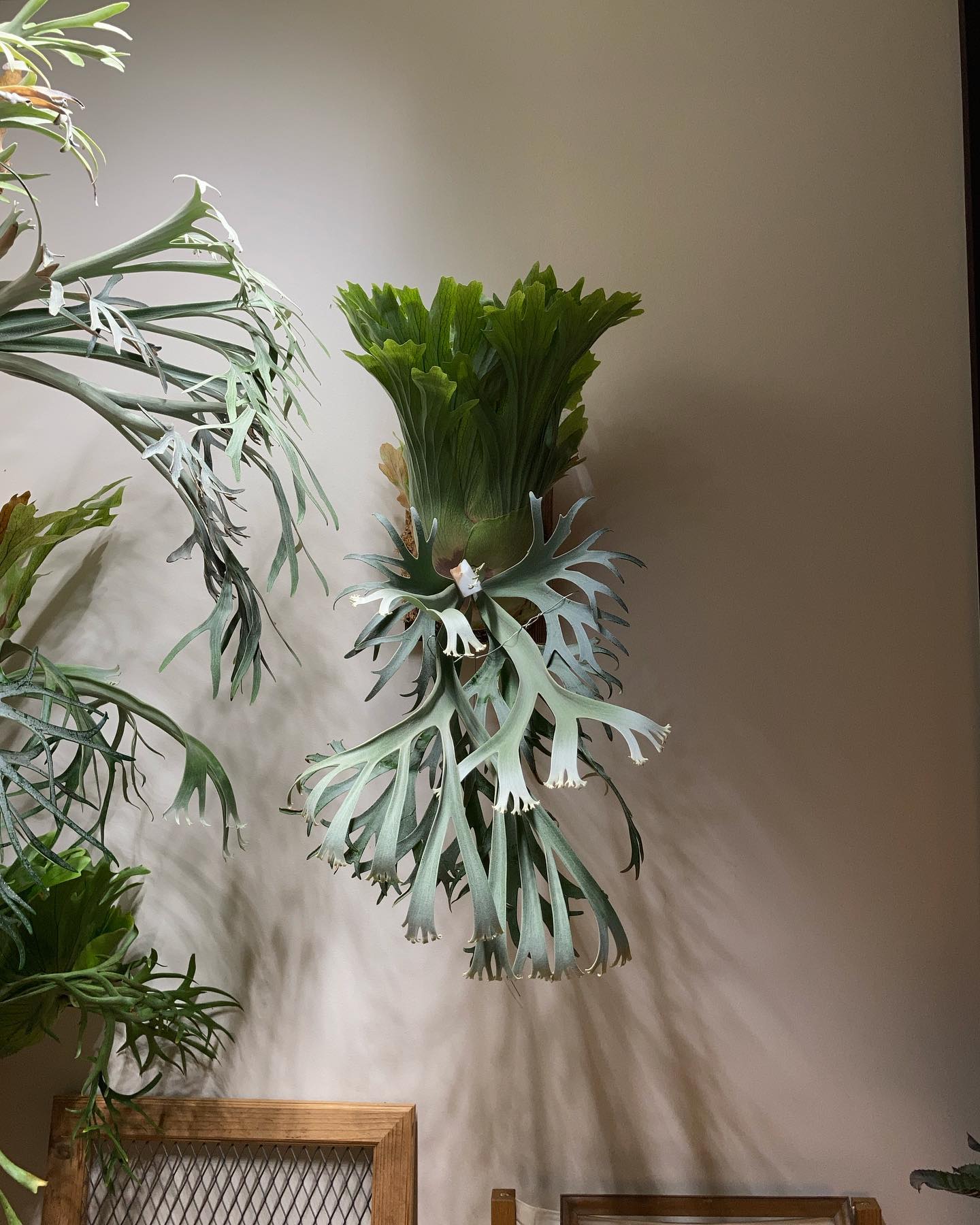 P.willinckii 月光爪哇 from @comolebi_plants これはもうたまらんち