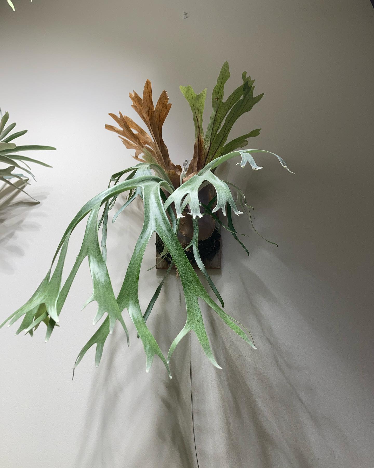 P.willinckii Indonesia wild