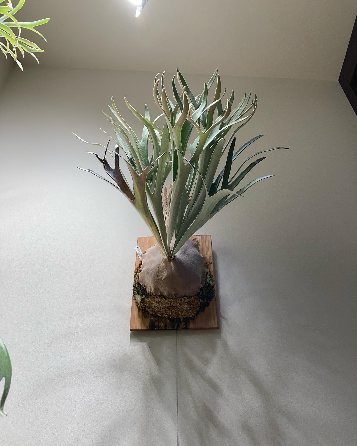 P.veitchii "King Fisher” from @botanyvalley 胞子着くとち