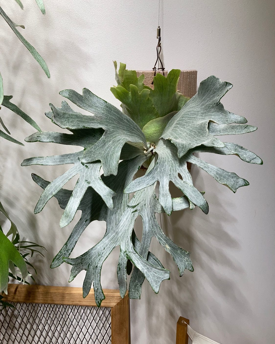 P.sp HK sporeling 【Majus mix 】 エロい！(？) あ、小株あります。