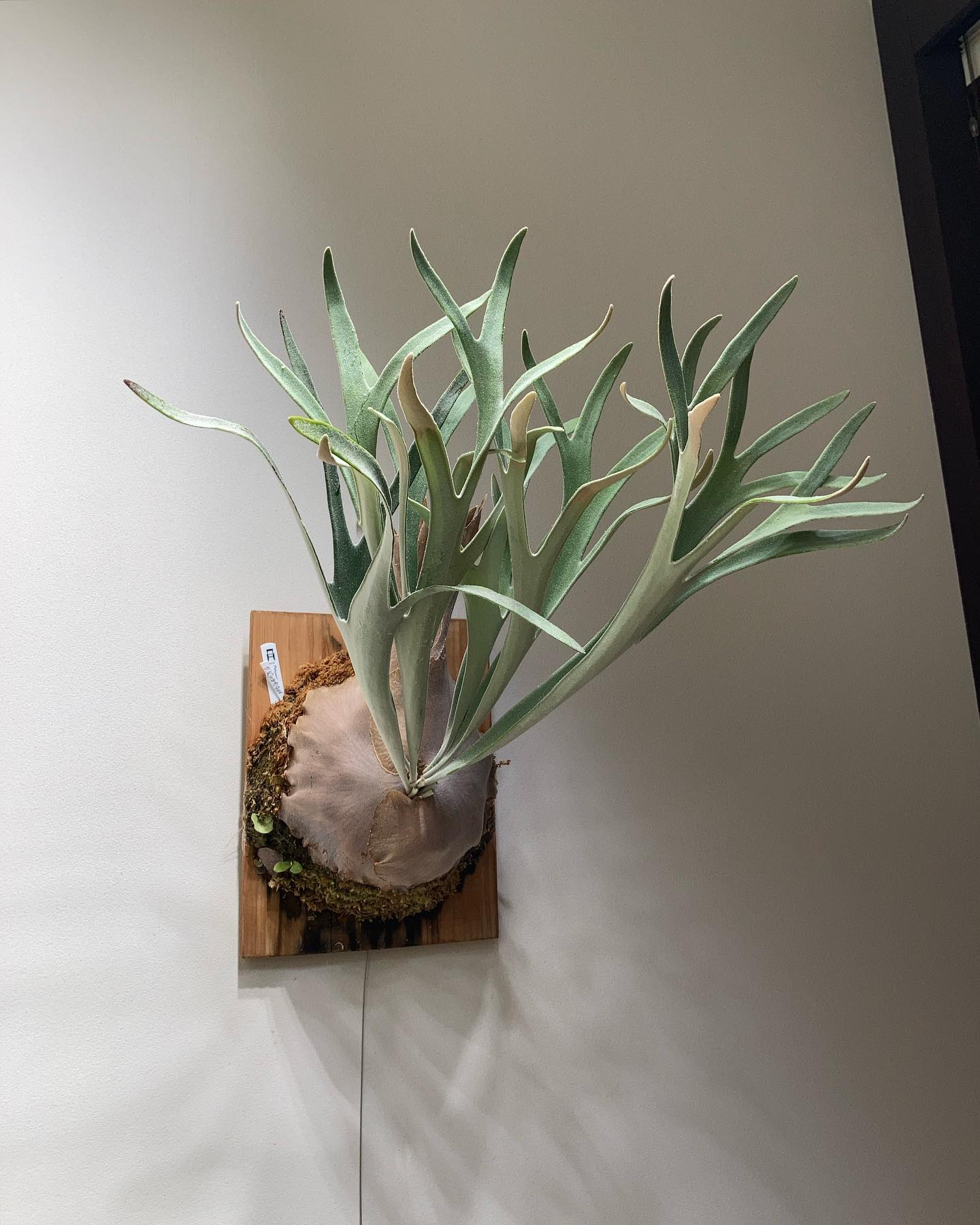 P.veitchii "King Fisher” from @botanyvalley 散髪したら男