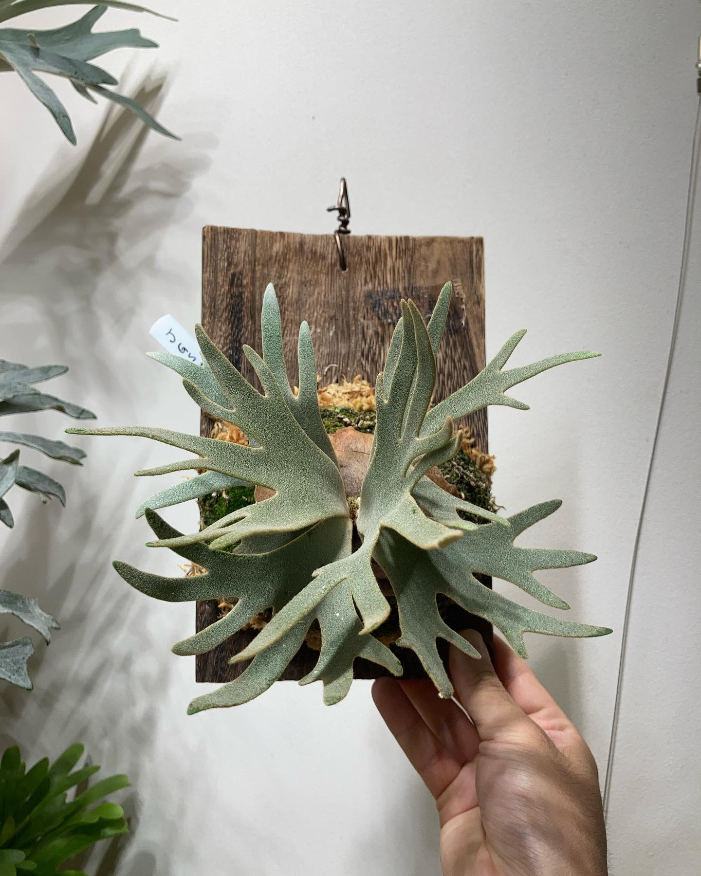 P.willinckii jade girl sporeling 天ぷらにしたら美味しそう