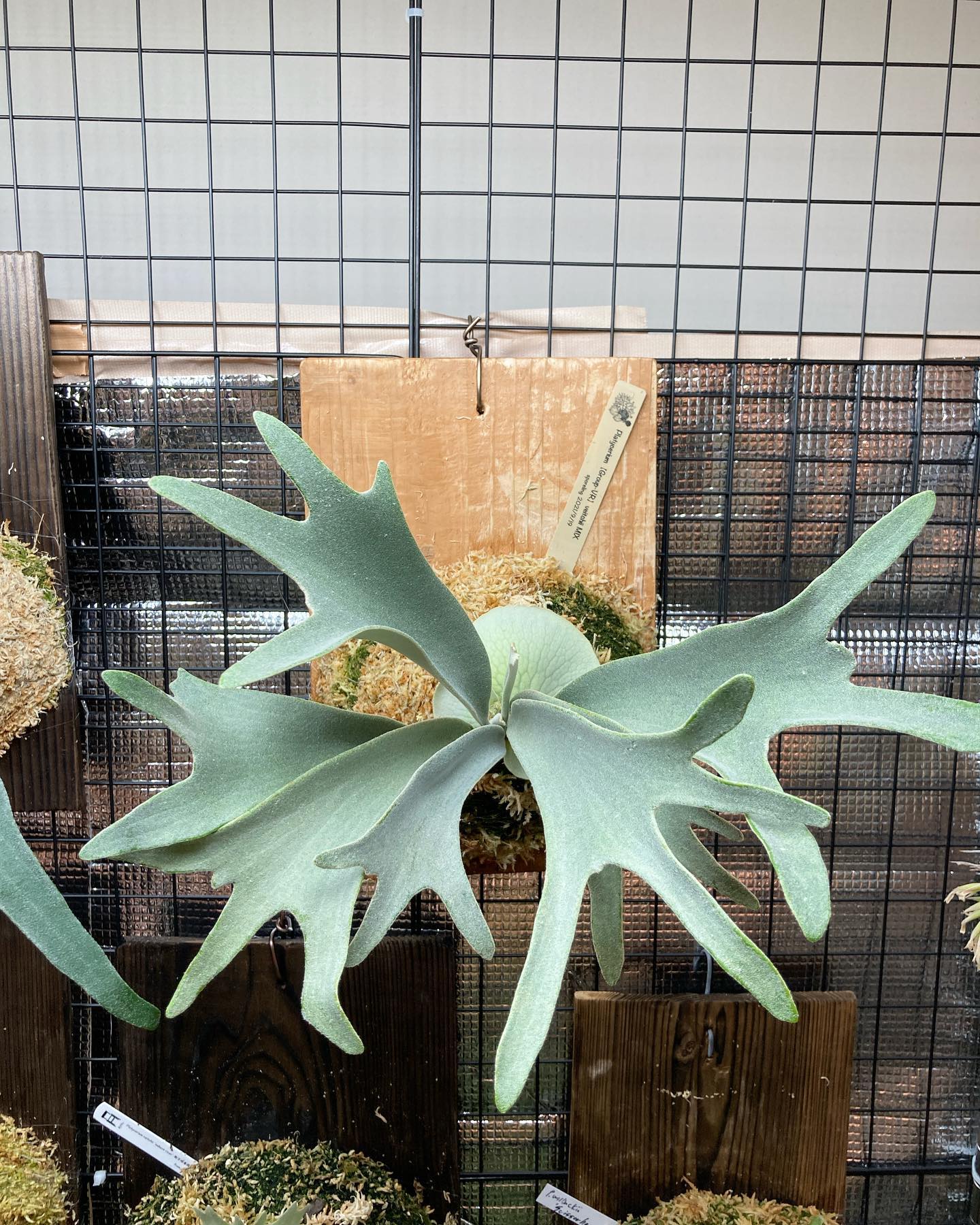 P.veitchii sporeling (Group-VR) from @acupom219 さん