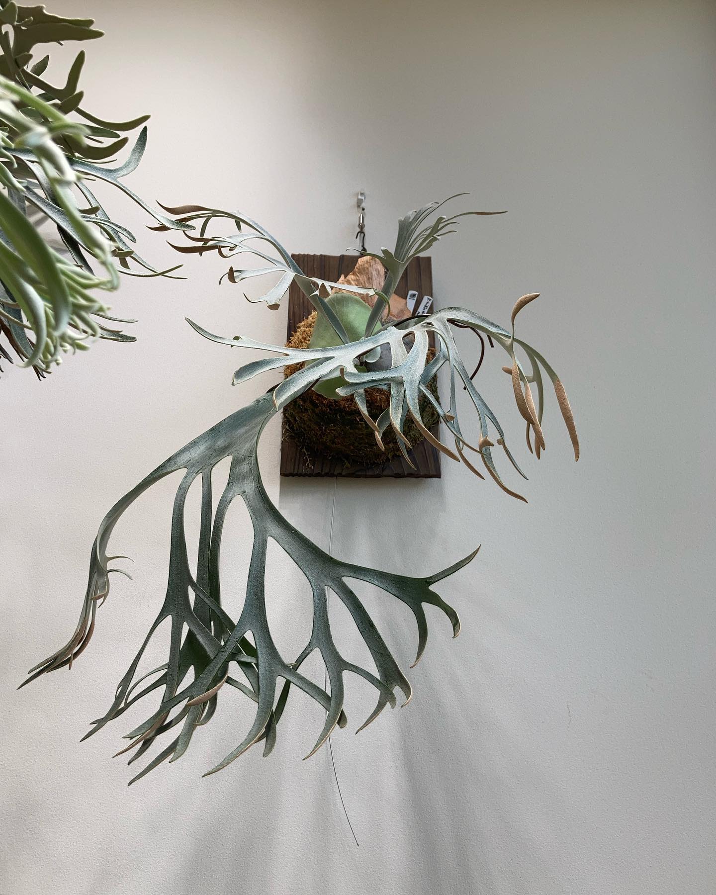 P.willinckii bogor suddan 貯水葉が出てきたので、施肥と水苔の整形。 この葉