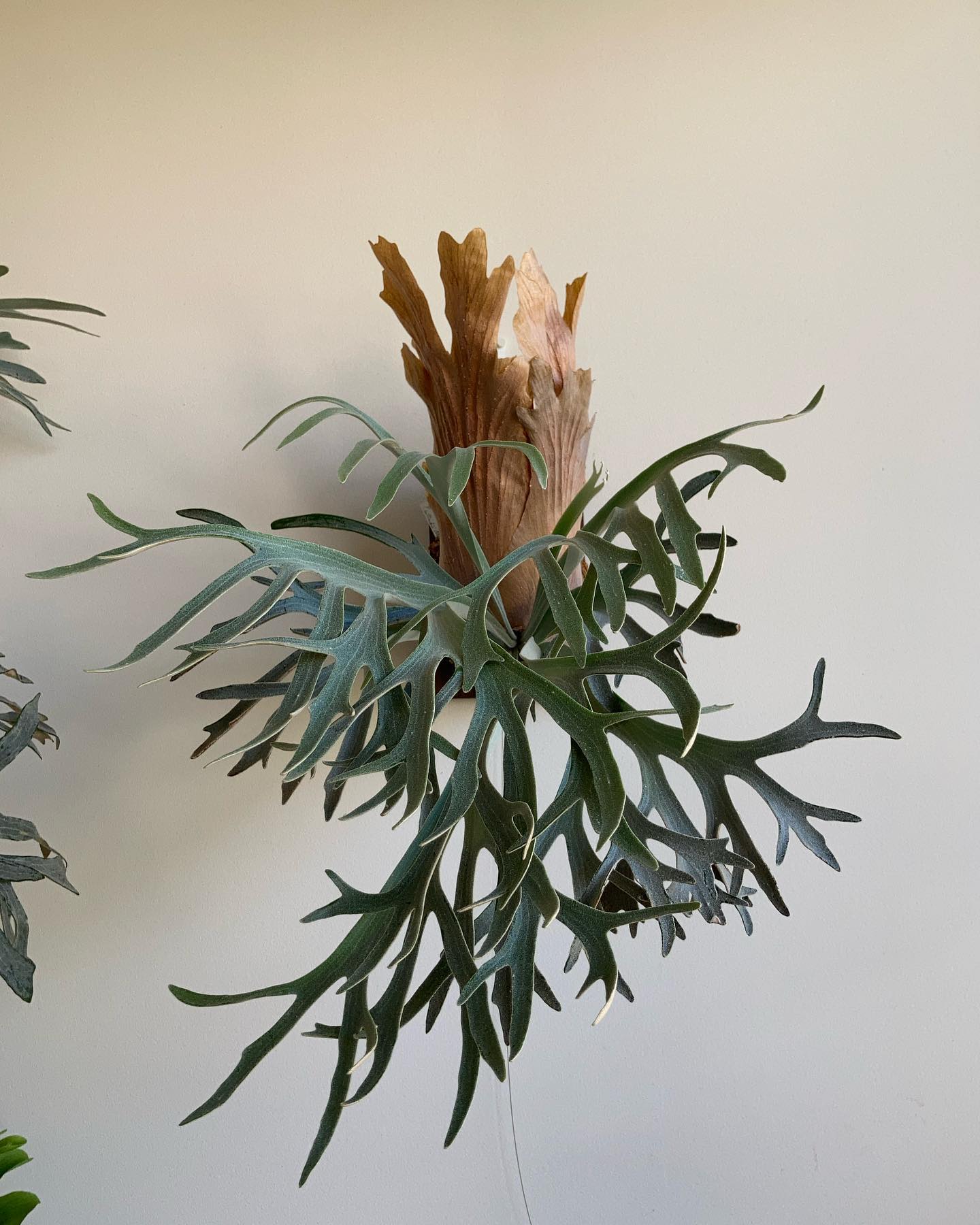 P.willinckii moonlight from @katsu_hibino また短くなりまし