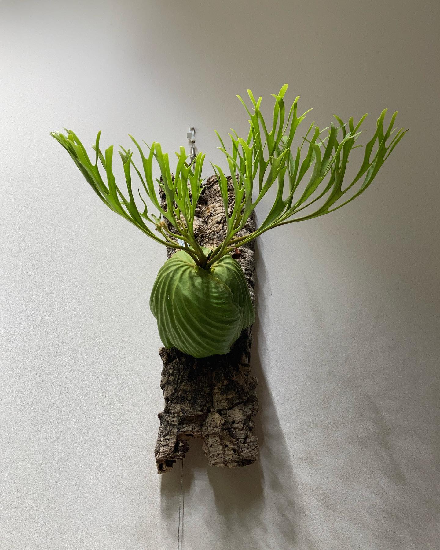 Platycerium ridleyi nano from @katsu_hibino どうですか？