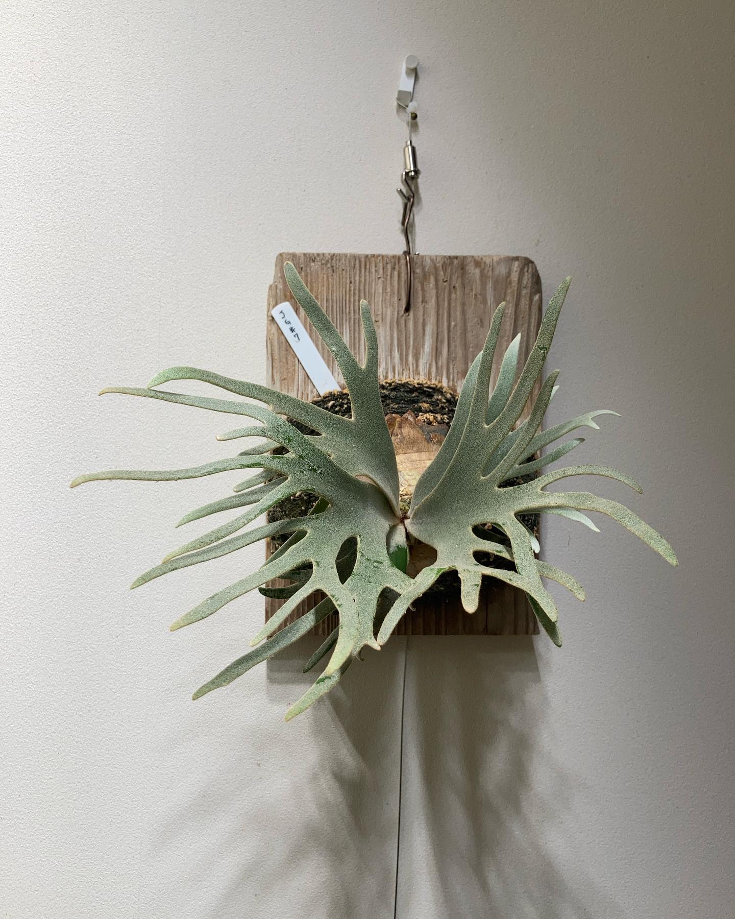 P.willinckii jade girl sporeling この株は細葉ぴろぴろ系かな？