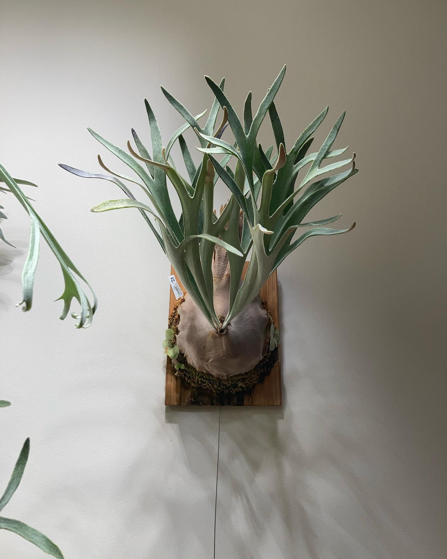 P.veitchii "King Fisher” from @botanyvalley ビカク三日会