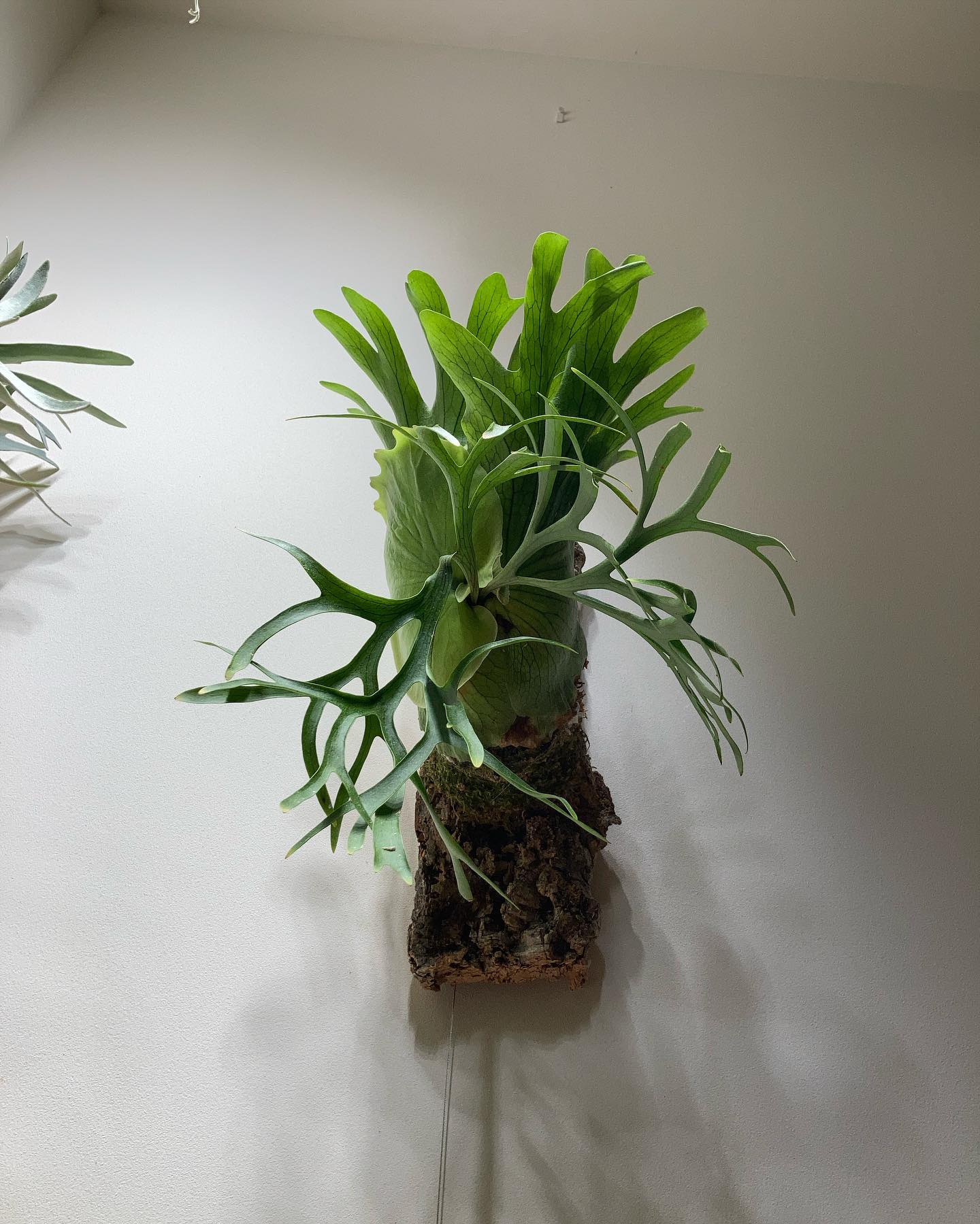 P.coronarium from @katsu_hibino コロナリウムは、なぜビカクにハマった