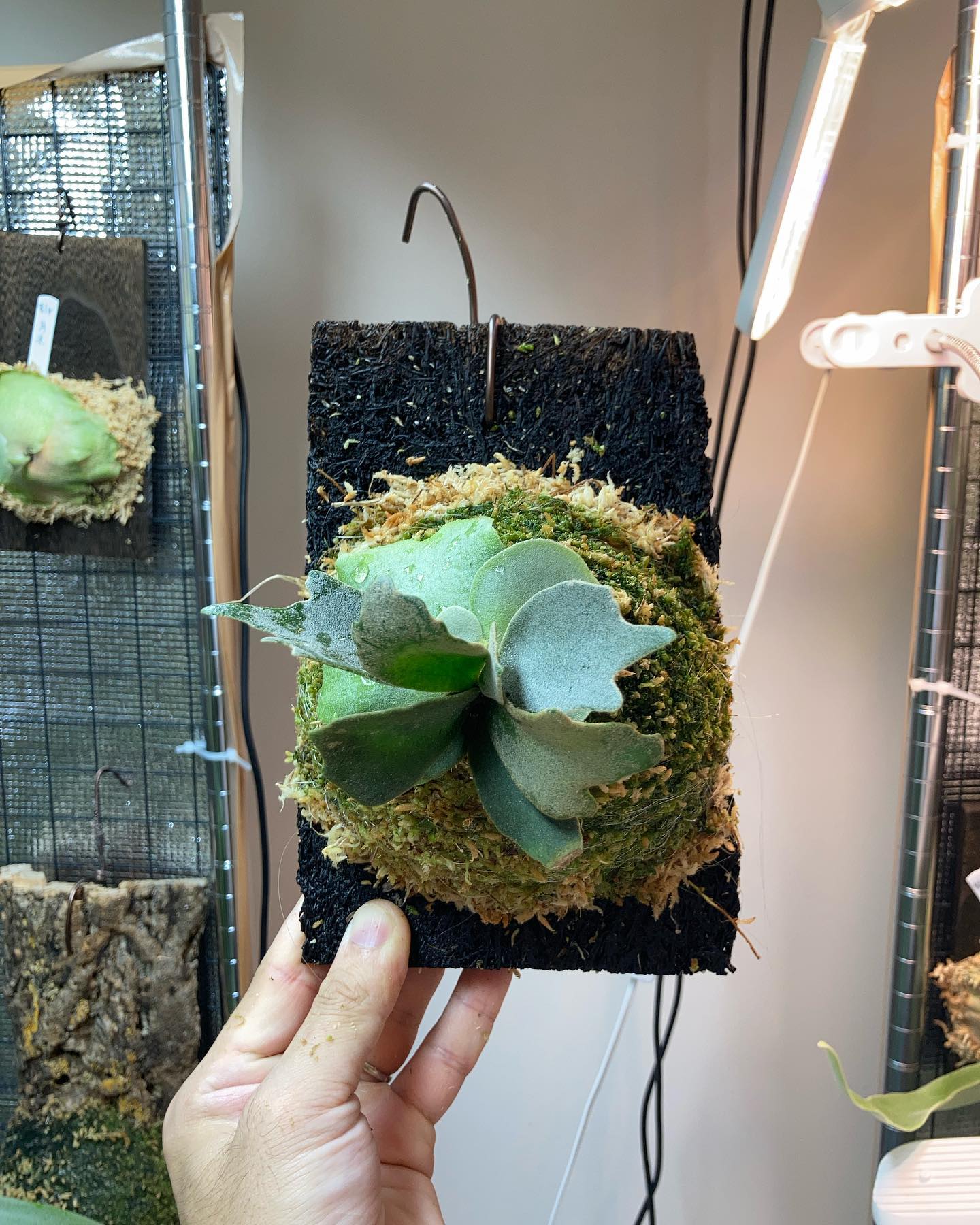 Platycerium willinckii “Blue Queen Dwarf Sporeling