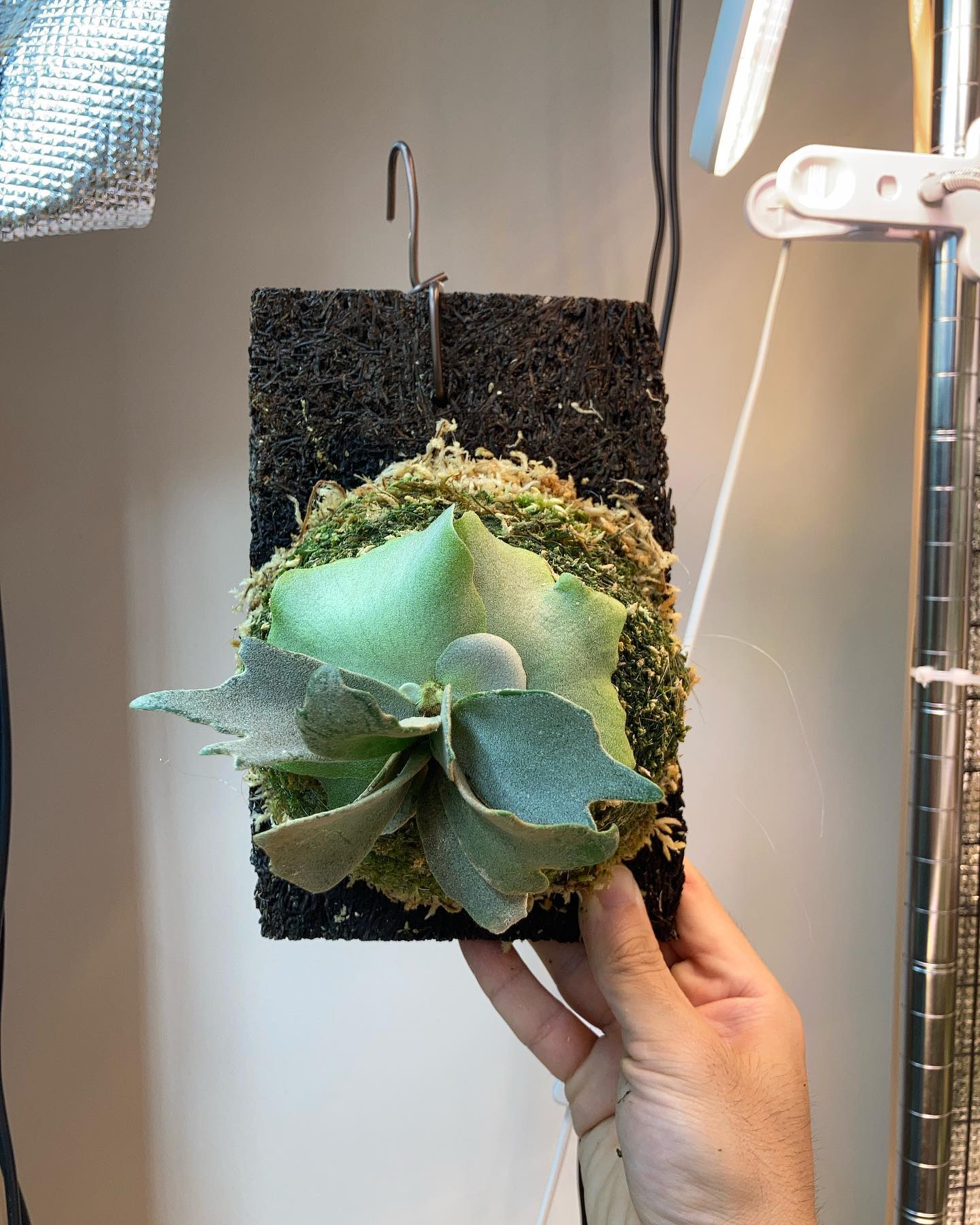 Platycerium willinckii “Blue Queen Dwarf Sporeling