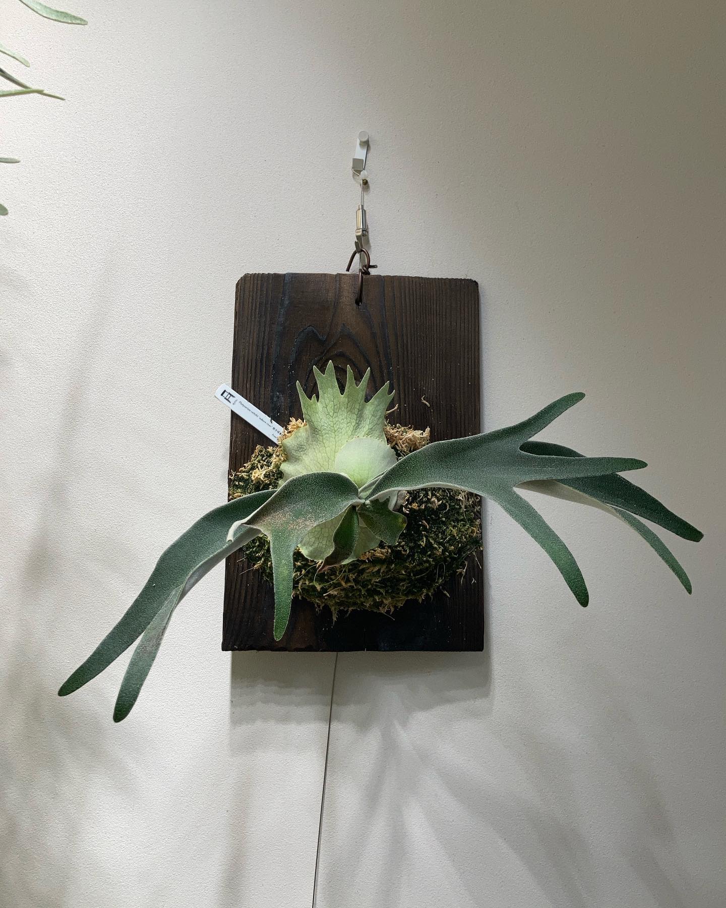 P.veitchii auburn river胞子培養＃3 胞子を蒔いて一年半くらい。 こんなに大き