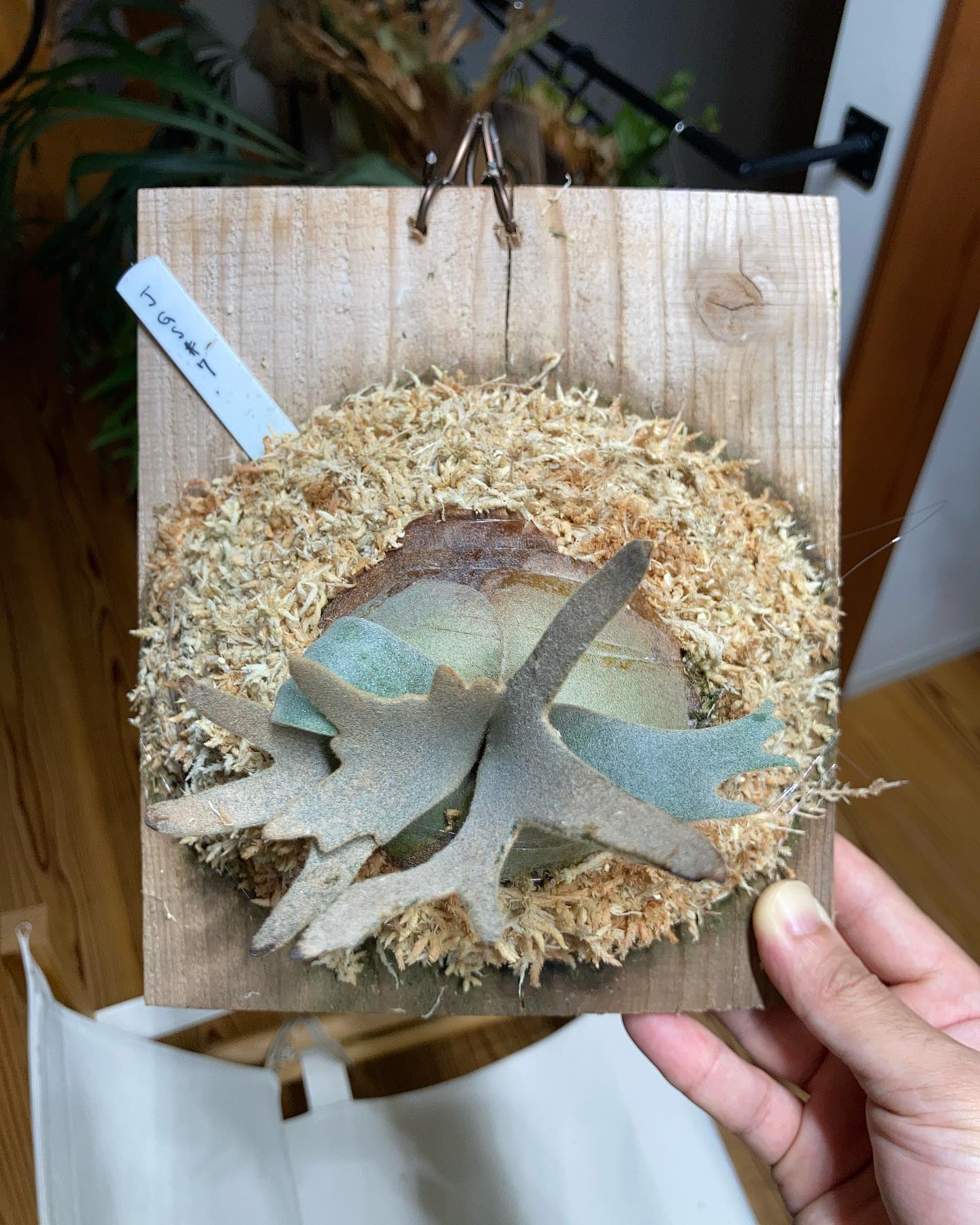 P.willinckii jade girl sporeling #3